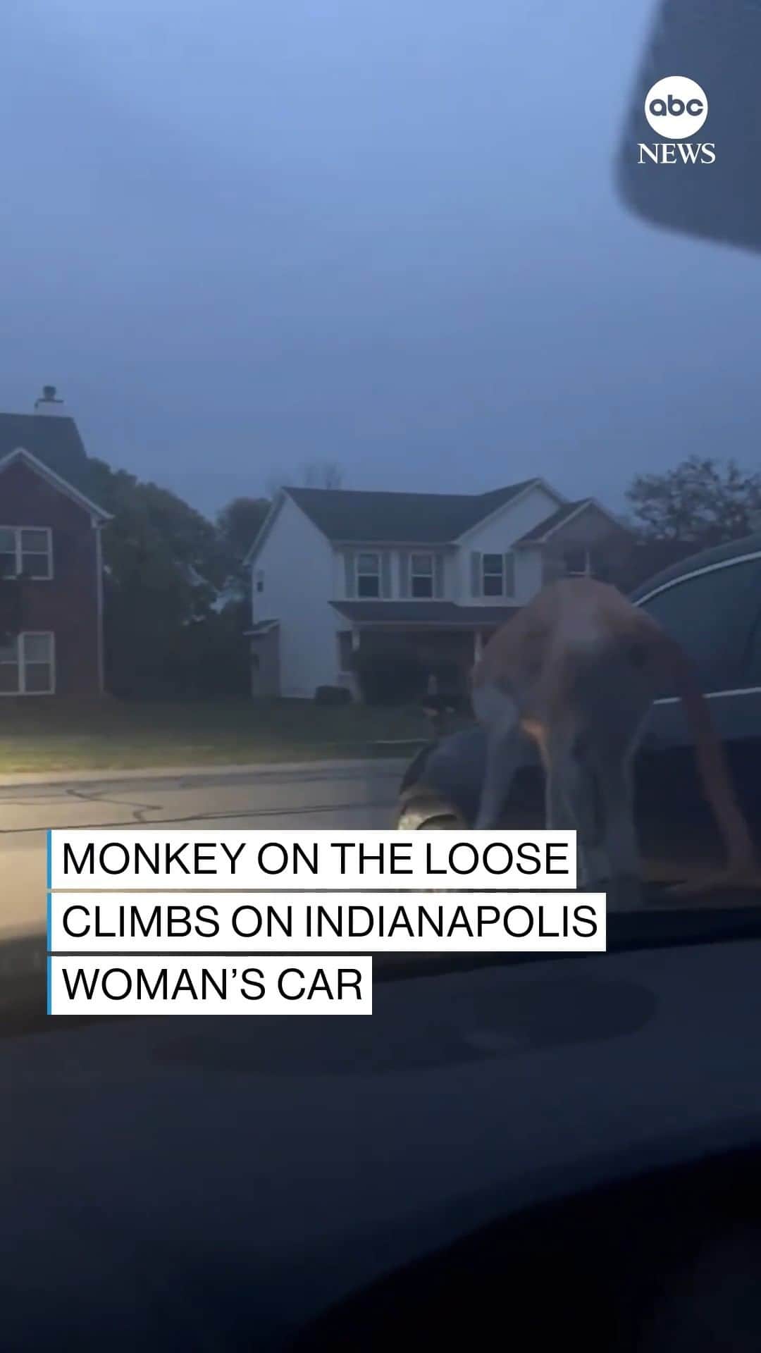 ABC Newsのインスタグラム：「"There's a freaking monkey on my car."  This Indianapolis woman was startled to find a runaway monkey on the hood of her vehicle as she parked in her driveway.  Police showed up and warned her to stay in her car due to there being a "very aggressive monkey on the loose," she said. #monkeys #animals #indianapolis #driving #cars」