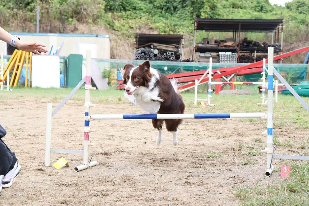 【公式】東京コミュニケーションアート専門学校ECOさんのインスタグラム写真 - (【公式】東京コミュニケーションアート専門学校ECOInstagram)「アジリティ練習のワンちゃん達の様子です🐶 ジャンプの仕方も、犬それぞれです✨  皆、頑張ってます🤗  . ・－・－・－・－・－・－・－・－・ ⁡ 学校説明会やオープンキャンパスも実施しております🐰🌱 ぜひご参加ください🕊🛰 ⁡ ・－・－・－・－・－・－・－・－・ ⁡ #tca東京eco動物海洋専門学校 #tcaeco #動物 #海洋 #ペット #自然環境 #恐竜 #専門学校 #オープンキャンパス #oc #進路 #動物園 #飼育員 #犬 #アジリティ #ドッグトレーナー」10月7日 18時37分 - tca_eco