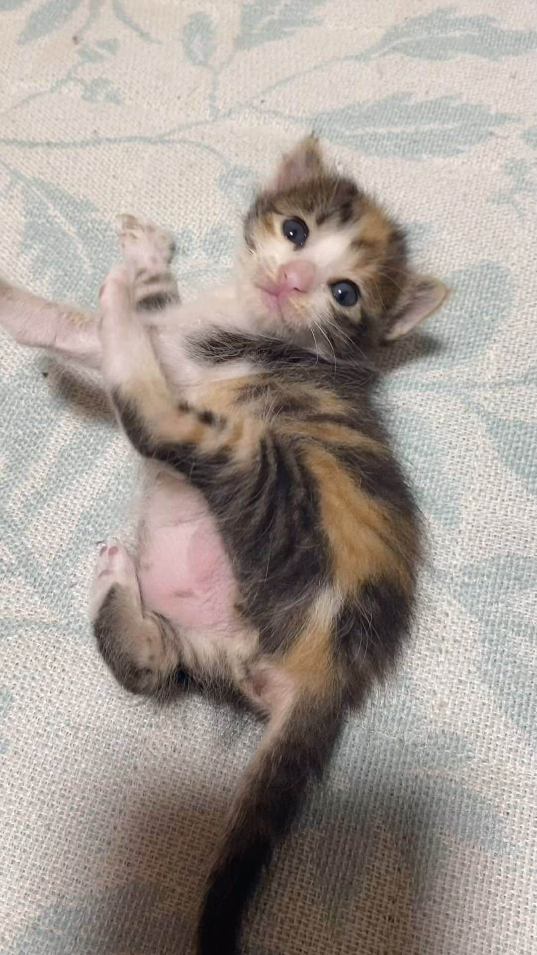 猫カフェきぶん屋のインスタグラム：「破壊力抜群の寝返り❤️  🙏皆様にお願い🙏  いいねだけでなく、右下の保存ボタンを押してもらえると嬉しいです。  すごい勢いでフォロワーさんが増えて、情報が届けやすくなります。  ベジニャンシリーズ食べて応援してください🍛🍜🍝 https://kenkoshukan.stores.jp/  リラポ申請で10%還元中‼︎  https://relapo.jp/products/shop/kaetemiyou  プロフィールのハイライトから進めます‼️   お店のご来店は完全予約制にしておりますのでメッセージかお電話ください😊 兵庫県宝塚市、阪急小林駅より徒歩6分   #猫　#ねこ　#ネコ　#保護猫　#猫動画 #保護猫と暮らす　#保護猫を家族に　#ねこのいる生活　#ねこのいる幸せ　#ねこちゃんホンポ　#ねこすたぐらむ　#にゃんすたぐらむ」