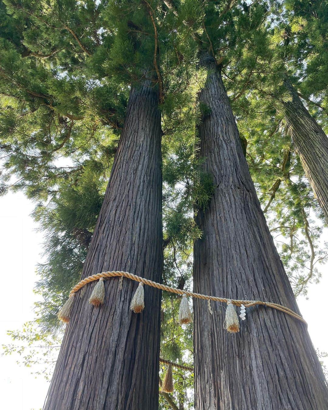 菊田あや子さんのインスタグラム写真 - (菊田あや子Instagram)「Holy  shrine ⛩️  couple tree 👩‍❤️‍👨　🌲🌲  御神木　🫶」10月7日 10時25分 - ako.ayakokikuta