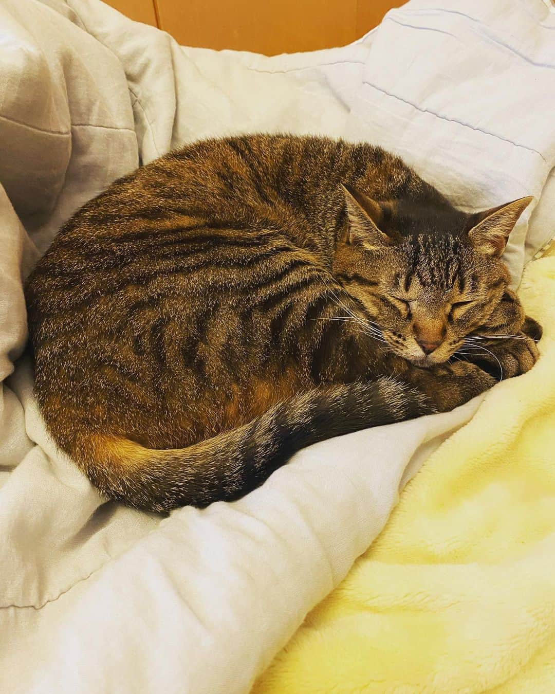 相原コージのインスタグラム：「寒くなったにゃ〜。　#ねこ　#キジトラ　#cat #catstagram」