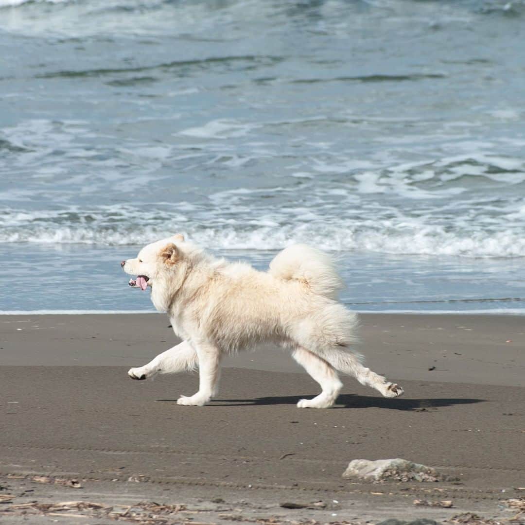 わさおのインスタグラム：「10月といえば映画「わさお」を撮影していた季節だなぁ、と思いまして その頃の写真を見回していたら、この一枚が。  たぶんこれは、「僕の宝物」がバックに流れるエンドロールの最終盤で海辺を走っているシーンかな、と。 2010年10月6日撮影。  #busakawa #longhair #longcoat #akita #akitainu #dog #wasao #wasao_recollection #ぶさかわ #長毛 #秋田犬 #わさお #わさお追憶 #wasaomemorial」