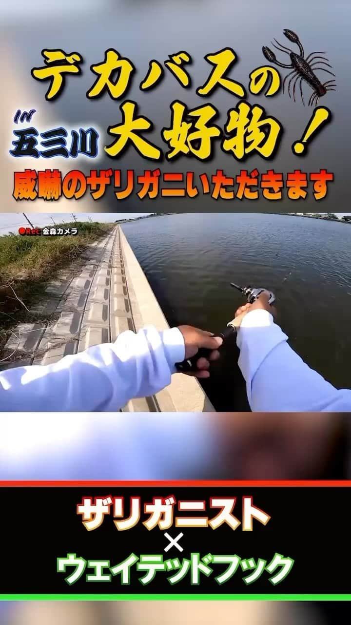 金森隆志のインスタグラム：「護岸×ザリガニ🦞って♾️の相性‼️ ザリガニって壁に良く張り付いたりしてるでしょ⁉️ 護岸周りは超ザリガニ場です！」