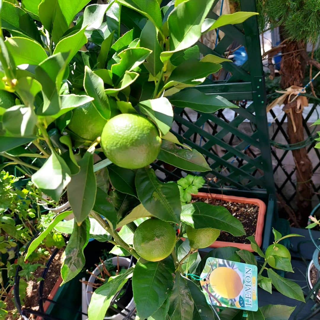 愛華みれのインスタグラム：「実りの秋  🍋レモン  9個ついてる  楽しみ～🎶  幼稚園が運動会らしくにぎやかです。  ずっと練習頑張ってたから、、  お天気よくて🌞良かったね🎵」