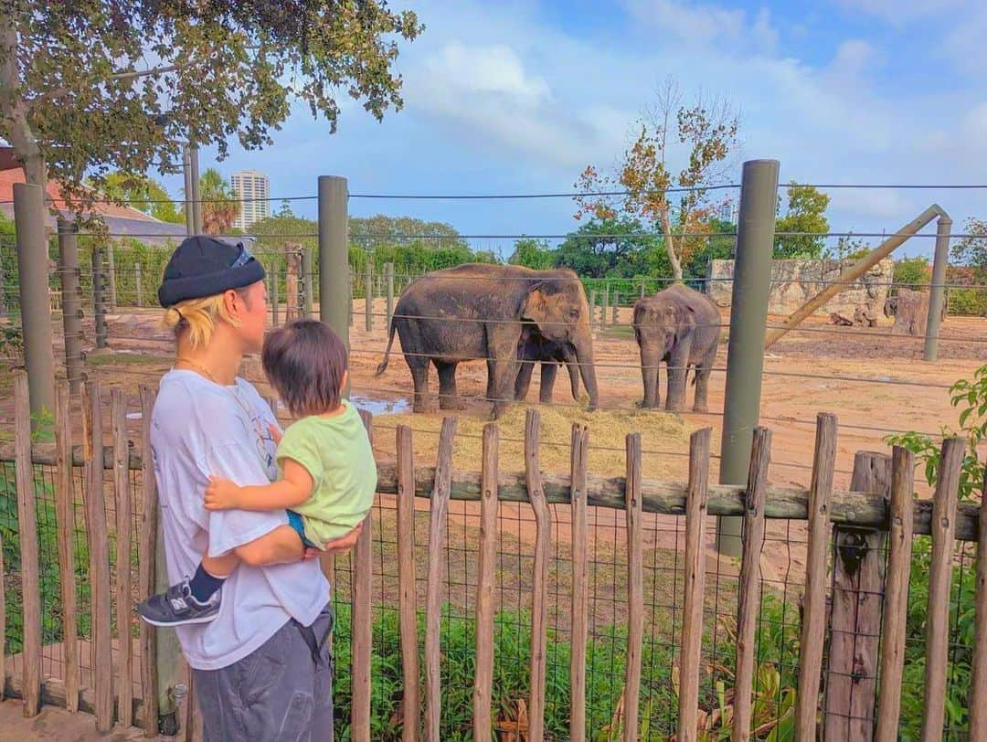 SINのインスタグラム：「🐘🦒🦍🐅🎃」