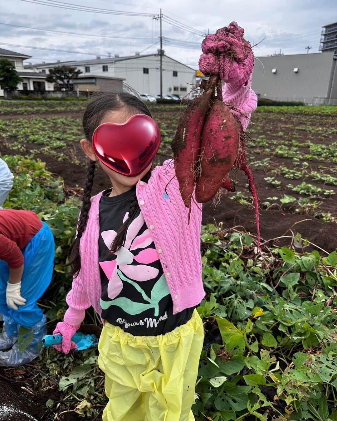 滝川その美のインスタグラム：「水曜日は幼稚園のお芋掘り遠足でした⭐️ 娘は初のお芋掘りでとても楽しみにしたいたので小雨が降る朝とても心配しましたが、小雨なら行くとおっしゃってくれた園長先生に大変感謝です❤️ 帰りのバスで今日採ったお芋は今日食べないで下さいね〜3日待つとさつまいもが甘くなるから待ちましょう〜。とお話し頂いたので娘と3日待って食べやすいさつまいもスティックにしました😃 しばらくオヤツはさつまいもになりそうです😙  #親子遠足 #さつまいも #芋掘り遠足 #さつまいもがこれでもかとあるので #さてどうしましょうか #天ぷらとかもいいね #幼稚園も最後の年になり #行事がらどんどん終わり #残りがわずかと思うと寂しいな」