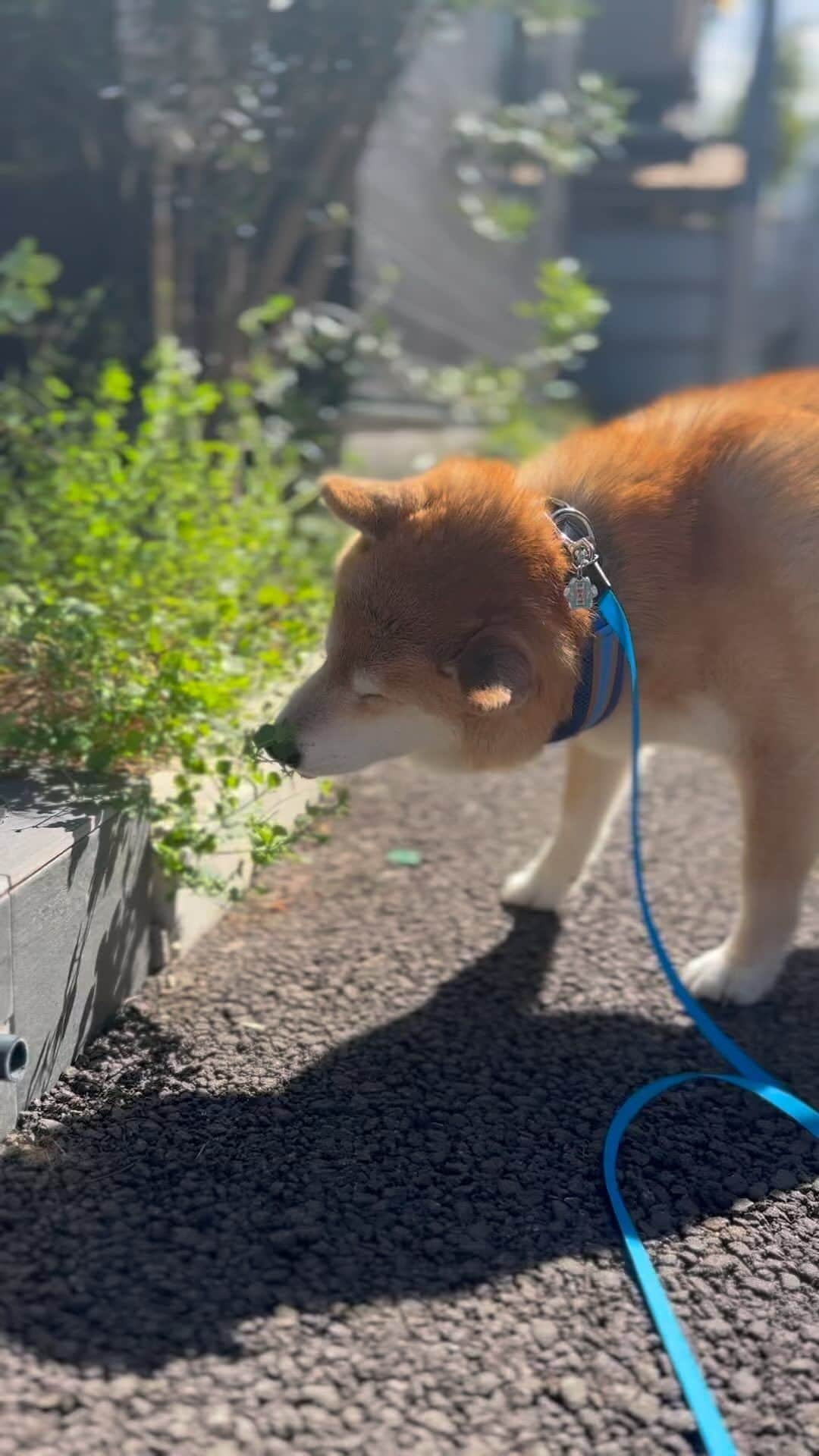 まる（まるたろう）のインスタグラム