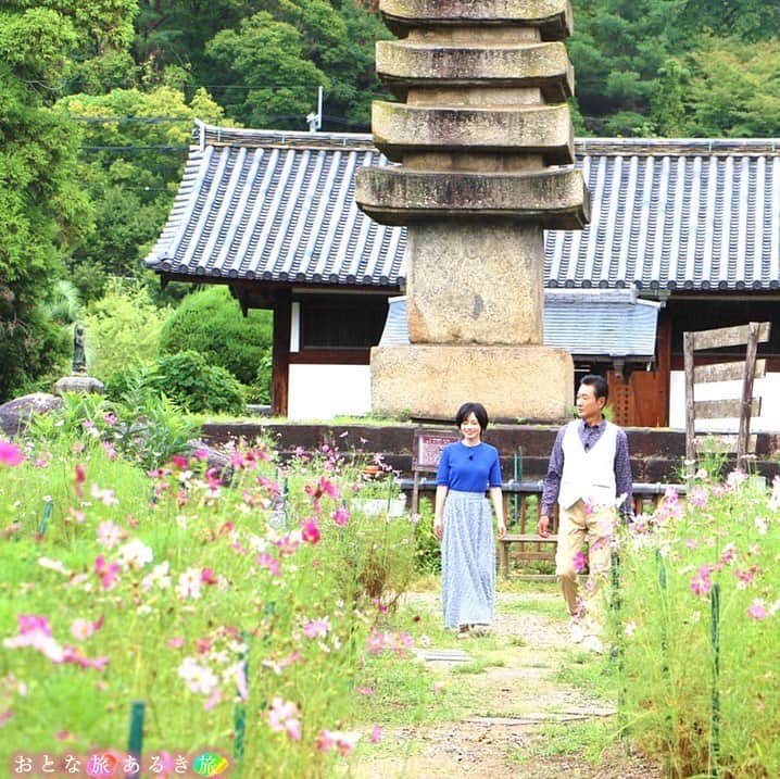 テレビ大阪「おとな旅あるき旅」のインスタグラム：「.  -------------------------------------------  🟠#おとな旅あるき旅 🟠#テレビ大阪（7ch） 🟠秋の古都🍁奈良・きたまちさんぽ 🟠#三田村邦彦  #斉藤雪乃 🟠10月7日（土）18:30  -------------------------------------------  今回は奈良きたまちで秋の美味いもんめぐり🍁  柿の葉茶のスイーツに自家製バーガー🍔 概念が変わる？！絶品串揚げとは...  さらにコスモス寺とも呼ばれるお寺で歴史的発見も...！  是非ご覧ください☺️  -------------------------------------------  #奈良  #奈良観光 #奈良ランチ #奈良グルメ #奈良カフェ #きたまち #奈良県庁舎 #柿の葉茶専門店sousuke #さくらバーガー #般若寺 #東大寺 #旬の駅ならやま #串づ串」