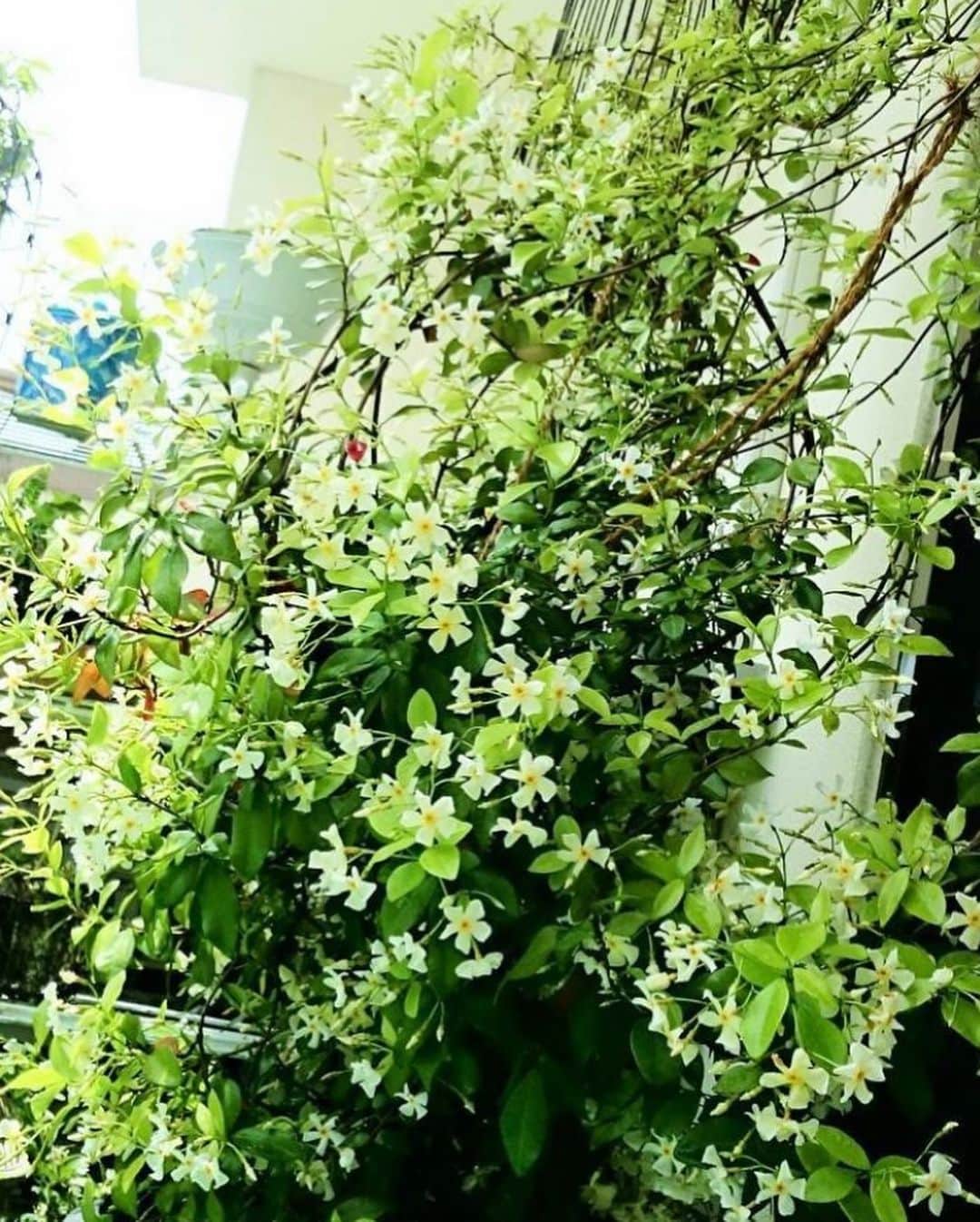 松本孝美さんのインスタグラム写真 - (松本孝美Instagram)「#定家葛   鞘がはじけてた！ 中の種子には羽根がついています  2枚目は色づきだした鞘  3枚目は何年か前の花盛りの時期 今はもっとこじんまりしています  #t_mimi_plants   #植物#花#種子」10月7日 12時52分 - t_mimi1414