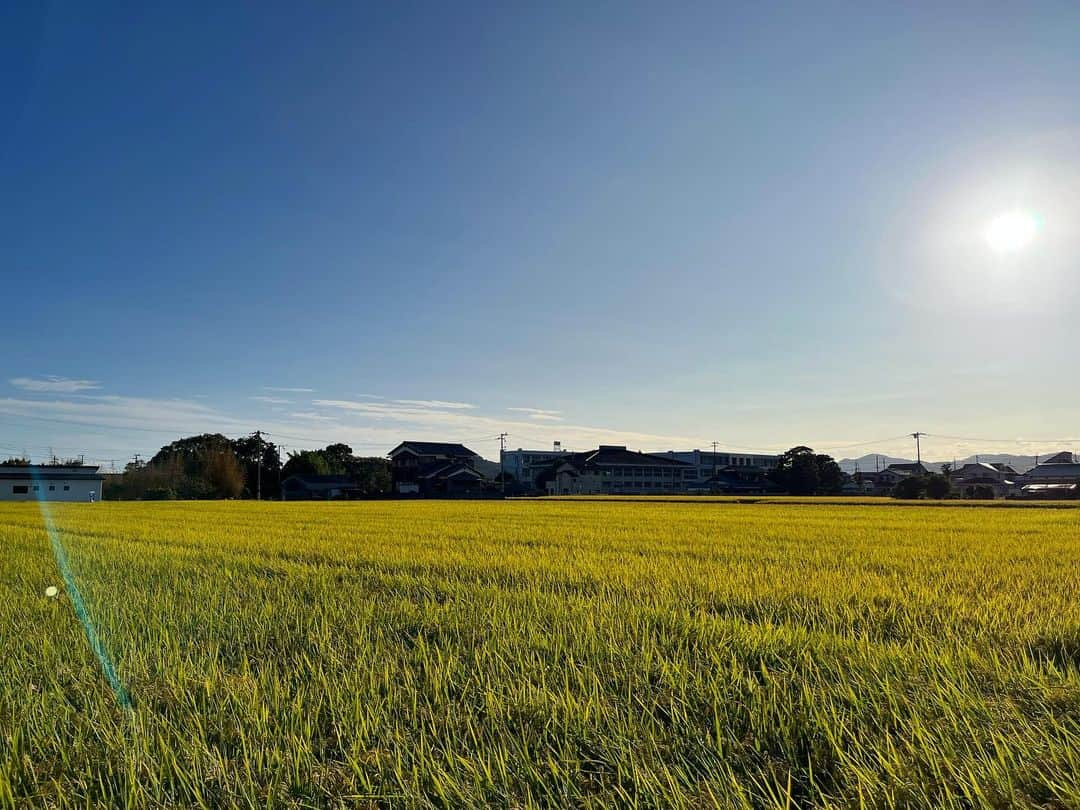 aco.のインスタグラム：「📷2023.10.6  だいぶ黄金色になってきました🌾  田んぼの水を抜き始めたので もうすぐ稲刈りかな〜  昨日は来月の資源回収のお願いの 手紙をポストインしに 娘と近所を#お散歩  「◯◯ちゃん（娘）の誕生日の頃は 　コスモスとお米がきれいな季節やな〜」 なんて話をしながら  近所でも歩いてみると 普段気付かない事に気付けて楽しい🥰 . . . . . #aco子育て記録 . #田んぼ #稲刈り前 #季節を楽しむ暮らし #ムクリ #平屋暮らし #こどものいる暮らし #こどもと暮らす #子育てを楽しむ #こどものいる暮らし #こどもと暮らす #子育てを楽しむ  #11歳差子育て #年の差兄妹 #年の差育児  #暮らしを楽しむ家づくり #暮らしの記録 #日常の記録 #日常を楽しむ #日常を楽しく .」