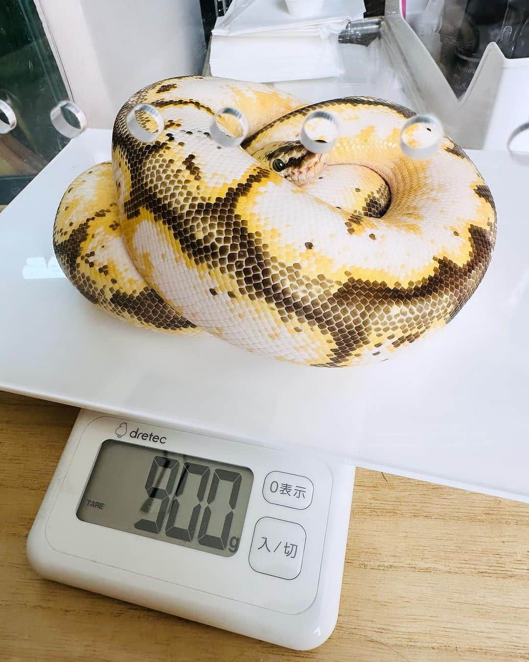 落合福嗣のインスタグラム：「体重測定10月　  栗きんとん 812g→900g  おしるこ 489g→481g  あずき1788g→1707g  めんま736g→799g  しらたま313g  くりきんとん　めんまは+ ぷち拒食のおしること給餌間隔を空けたあずきは微減  #ボールパイソン ＃体重測定」