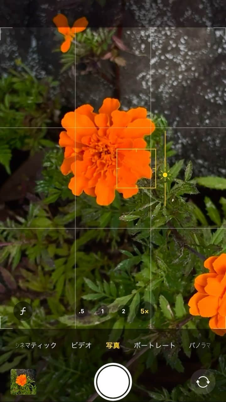 松村太郎のインスタグラム：「#iPhone15 のカメラ、ちょっと明るさを下げると、秋の花がグッと引き立ちます。撮りたい被写体をタップしてそのまま指を下にスライドすると明るさ調整できます。  #ウルトラ仕事術」