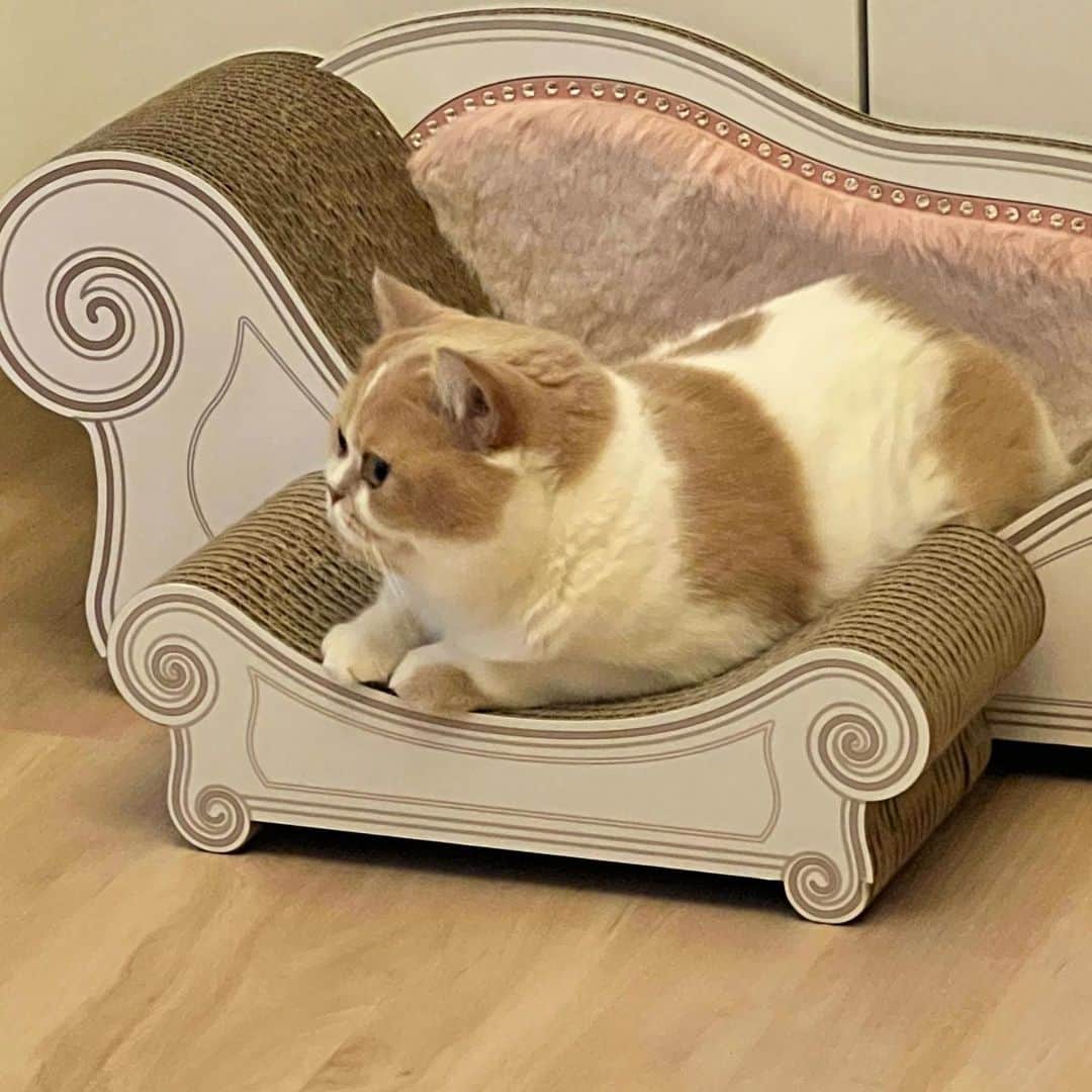 阿部マリアさんのインスタグラム写真 - (阿部マリアInstagram)「我從日本扛回來的貓抓板界的愛馬仕出的沙發 妳喜歡就好🙂🩷🩷  #みるくたん🐈」10月7日 14時06分 - _abedesu
