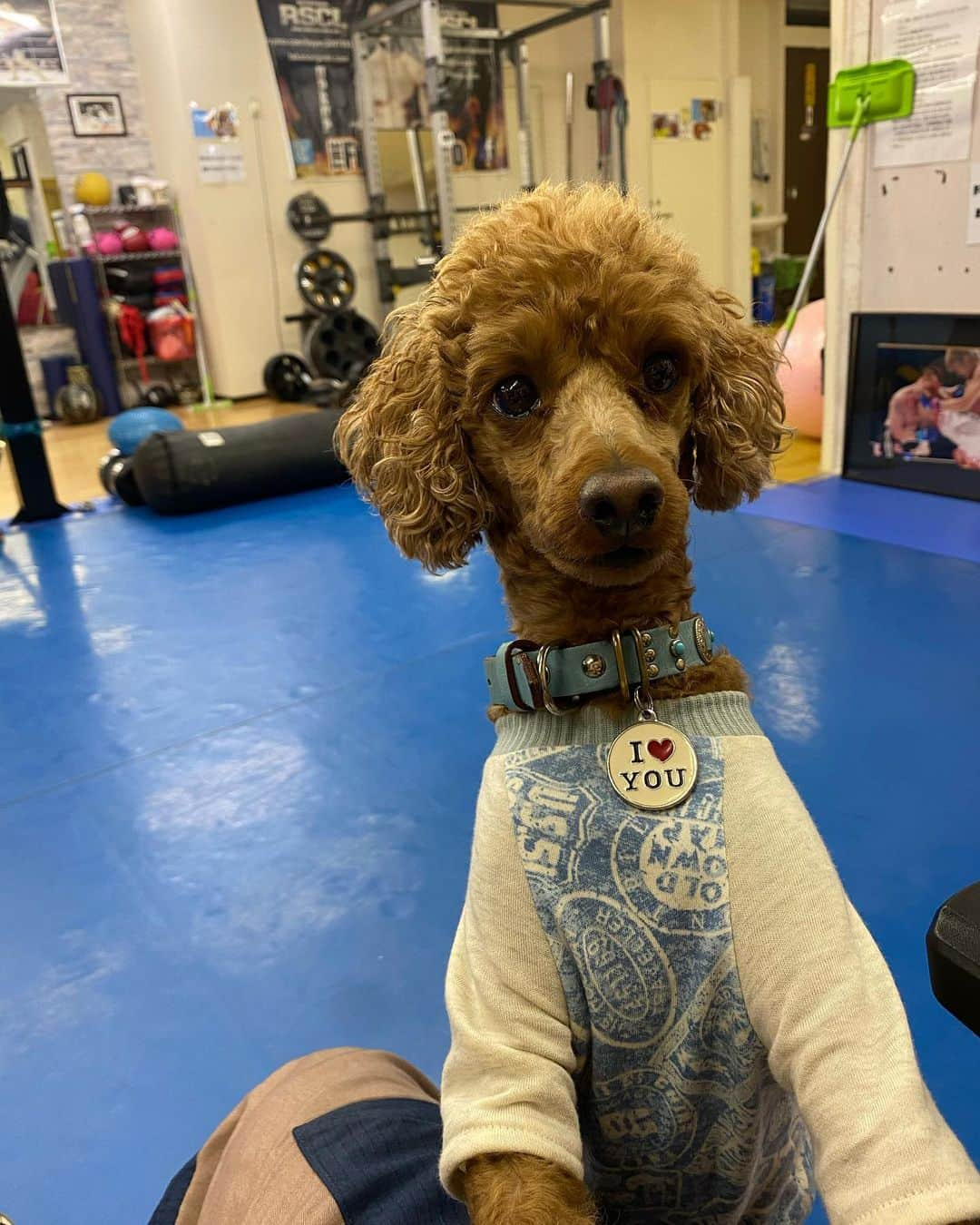 五味隆典のインスタグラム：「プレゼントの新しい洋服🐶 会員さんの練習の様子はBitfanにUPしたのでサポート、応援宜しくお願いします！」