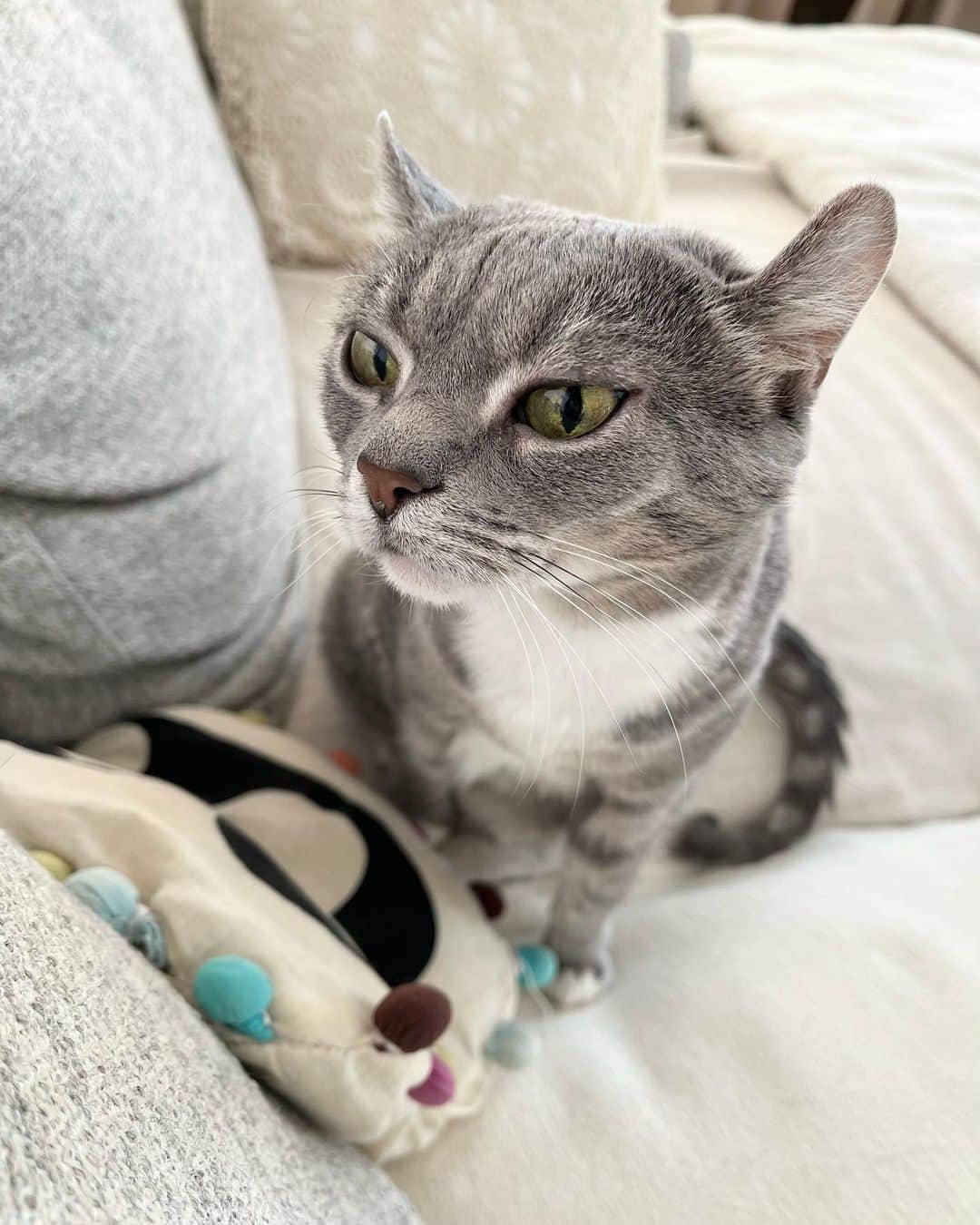 高見恭子さんのインスタグラム写真 - (高見恭子Instagram)「「おかえり」って君の声、ありがとうこころ暖かい。  #cat#catphoto #catstagram  #lovecat #americancurl  #猫と犬のいる暮らし  #lovemyfriend」10月7日 14時50分 - takami_kyoko