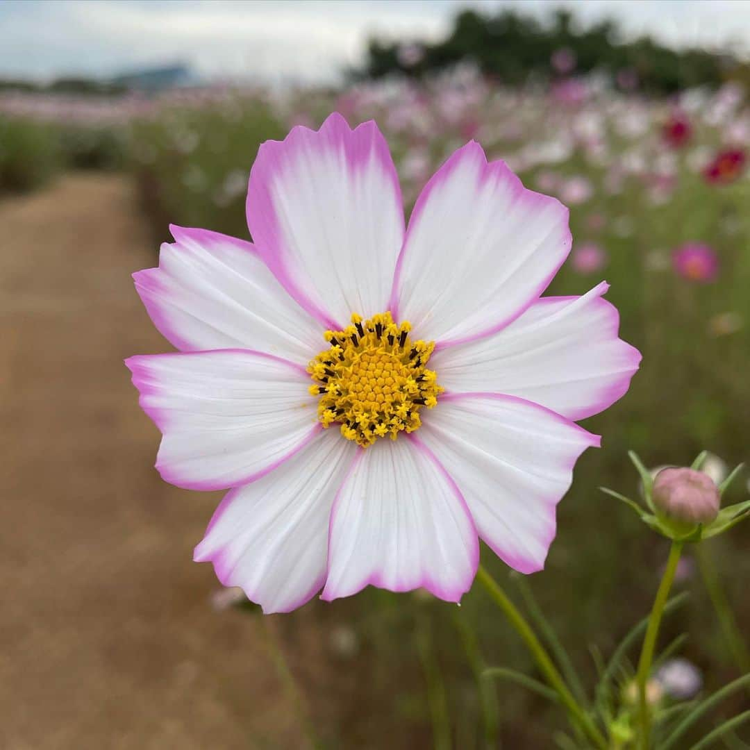 白間美瑠のインスタグラム：「可愛いお花🌸🌸」