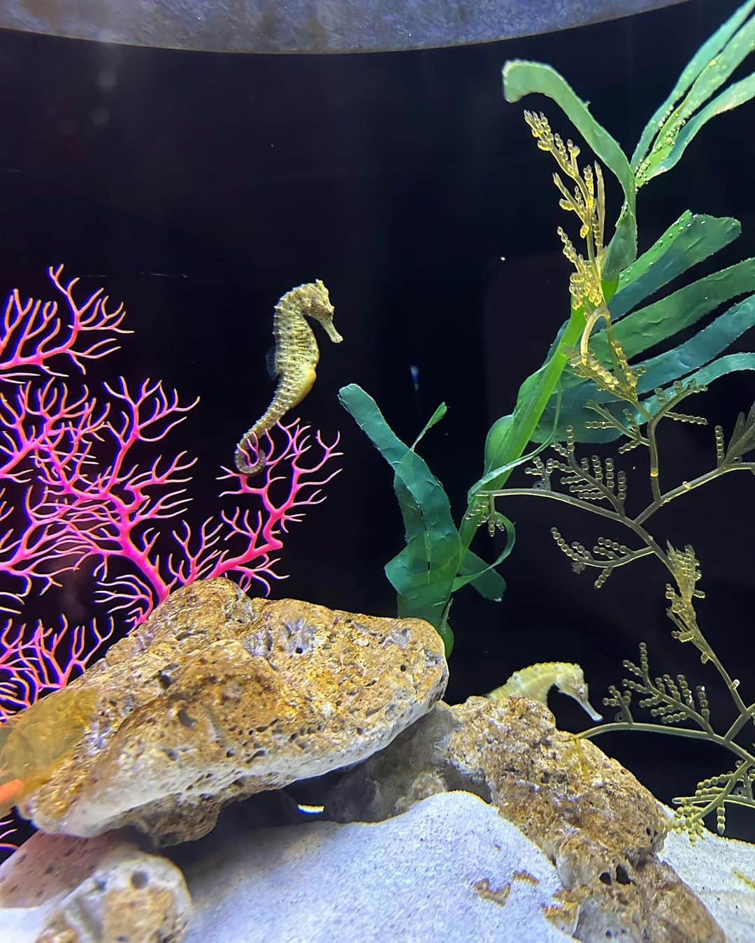 河内勇太さんのインスタグラム写真 - (河内勇太Instagram)「新しくできたLotte Mallの水族館で娘とデート。 家から自転車で行ける距離にできたので、毎週通ってます😆 いつまで一緒に遊んでくれるのかな。  #ベトナム #ハノイ  #ベトナム生活 #ハノイ生活  #vietnamlife  #hanoi」10月7日 15時39分 - yutakkk