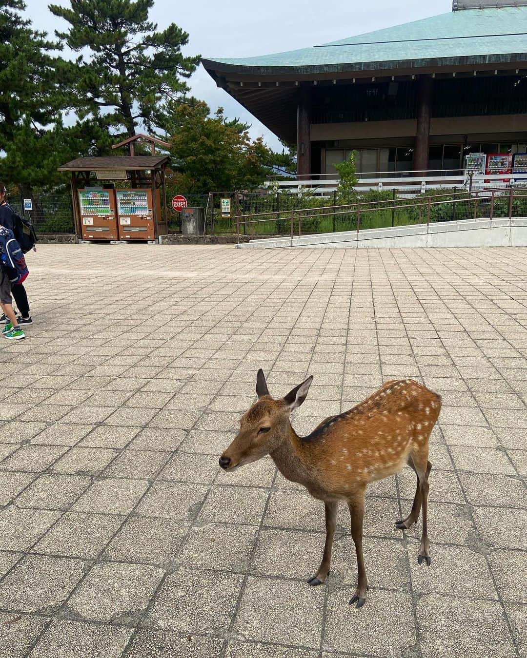 佐藤友香のインスタグラム：「🦌🦌🦌  #鹿 #広島 #厳島神社 #hiroshima #japan」