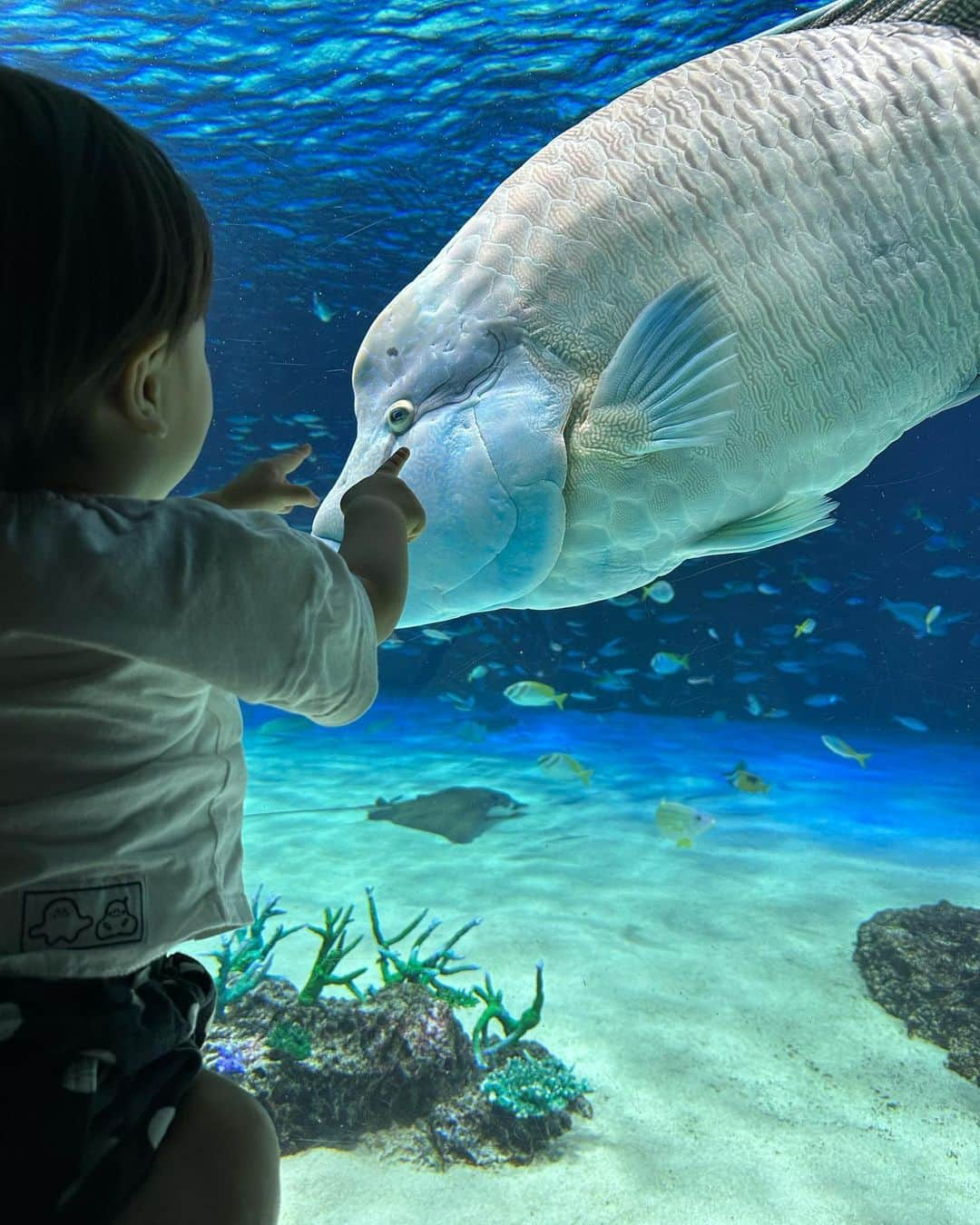 あいりさんのインスタグラム写真 - (あいりInstagram)「公園からのサンシャイン水族館🐟🐠🐡  ぽぽがたくさんのお魚を見て 時に『わぁ！』と目をキラキラさせて喜んだり🤩 時にジーッと真剣に見つめたり👀 興味深く眺めている姿が印象的でした☺️✨  他の水族館や動物園など ぽぽが喜ぶ場所にたくさん連れていってあげたいな🥰  最後の動画、ぽぽに合わせてステップ踏んだはずが まさかのひげダンス🤣  #サンシャイン水族館  #1歳11ヶ月男の子  #伝説のひげダンス」10月7日 16時50分 - airi_happy