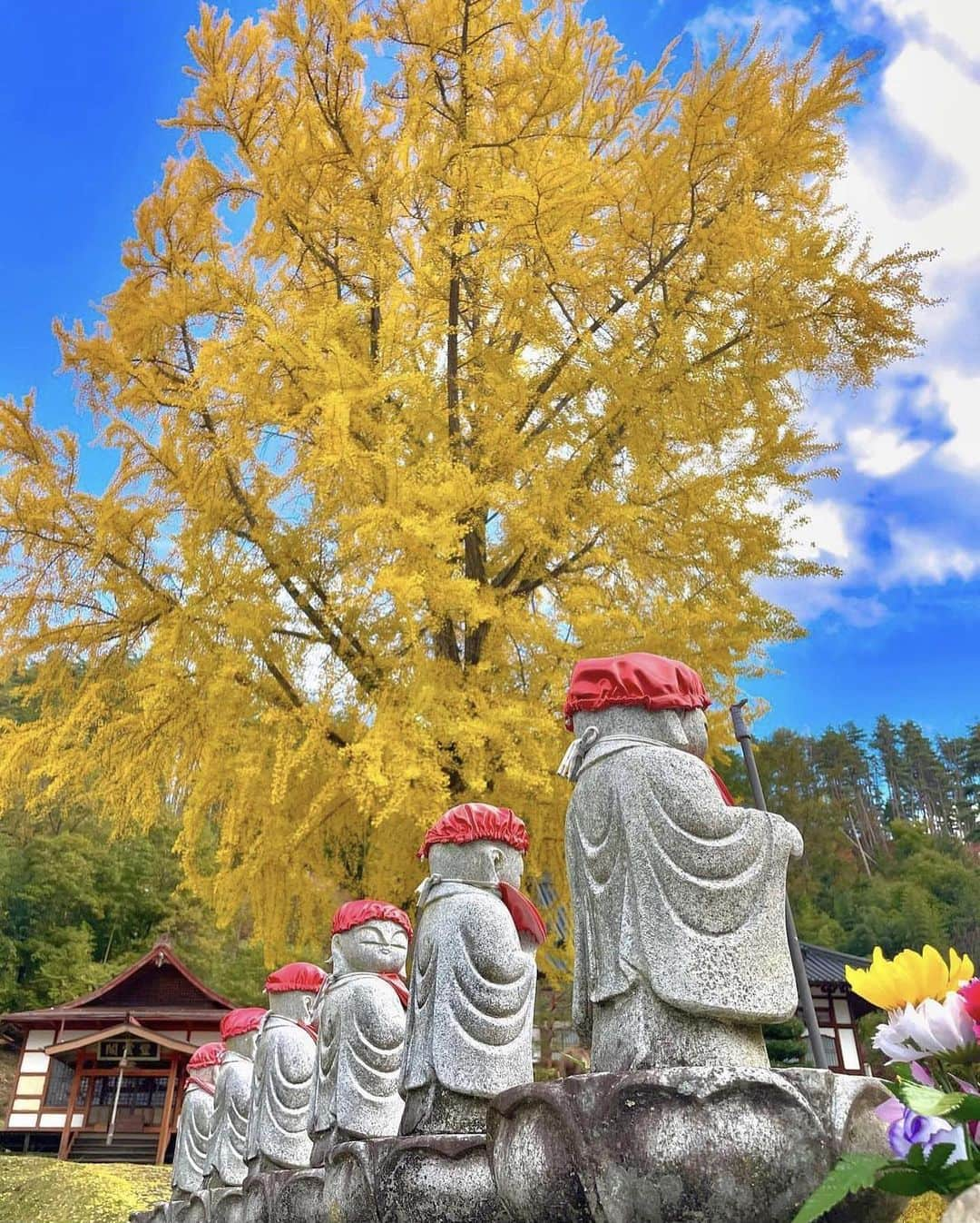 ?長野県 観光 公式インスタグラム のインスタグラム：「// Photo by @mina_minokuni  黄金色の輝き 「長福寺」 ＠池田町  安曇野と北アルプスの風光明媚な景勝地に建つ「長福寺」  明治初期に安曇野一円の寺院のほとんどが 取り壊しを受けた歴史があります😕  現在の姿は明治13年に再建されたもので、 境内には可愛らしいお地蔵様の姿などを見ることができます💕✨️  例年10月下旬頃からは 黄金色に紅葉する大銀杏の美しさが 見る人々に感動を与えます😀✨️  ＝＝＝＝＝＝＝＝＝  Chōfukuji Temple (Ikeda Town)  Chōfukuji Temple sits on a plateau with excellent views of Azumino and the Northern Japanese Alps.  Almost all of Azumino’s temples were destroyed at the beginning of the Meiji Period. This temple was rebuilt in 1880, and there are some unique and adorable jizo statues around the temple grounds.  During autumn, the temple’s large ginkgo tree turns bright yellow, creating a fabulous spectacle.  ＿＿＿＿＿＿＿＿＿　  Location / Ikeda Town , Nagano , Japan   #おうちでながの #長野のいいところ #長福寺 #大銀杏 #池田町」