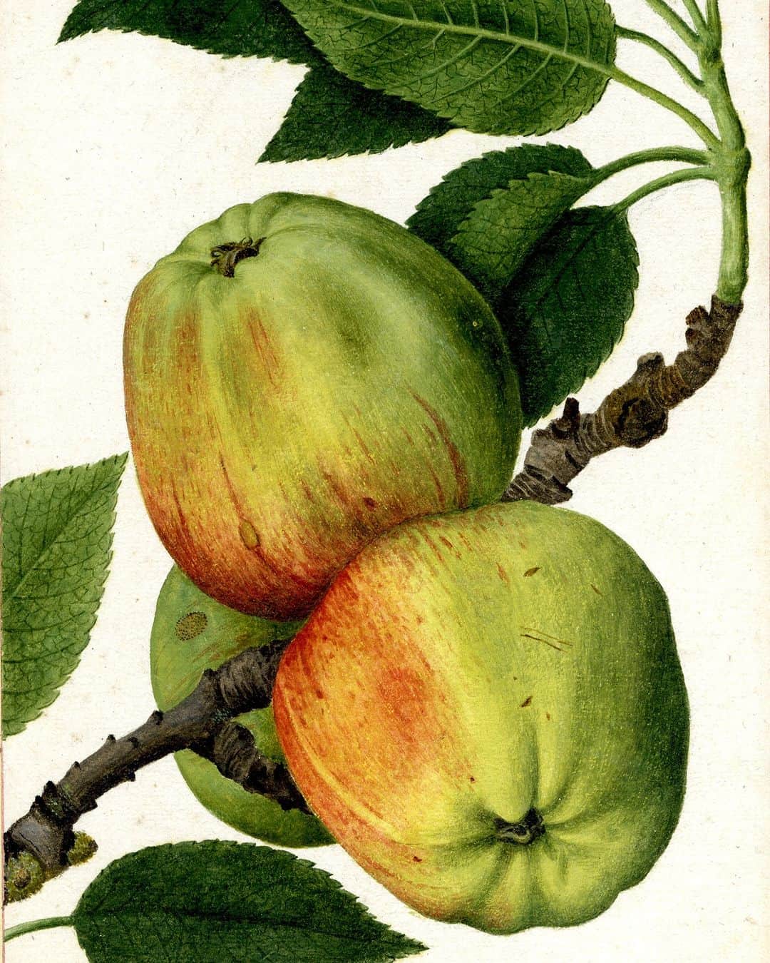 大英博物館のインスタグラム：「🍎 These gorgeously life-like apples and the accompanying sonnet are the work of French artist Jacque Le Moyne de Morgues.  The sonnet is a celebration of the beauty of the natural world, down to the smallest flower and humblest insect 🌿  Jacques Le Moyne de Morgues (c. 1533–1588) was one of the most gifted botanical artists of his age, and created remarkable watercolours of plants, flowers, fruit and vegetables which captivate the eye with their extraordinary naturalism and the striking simplicity of their presentation.  Our new free display presents a selection of these watercolours – complete with blemishes and imperfections, these almost tactile images were intended to be admired not only for their scientific accuracy but also for their aesthetic beauty.  🍏 ‘The genius of nature: botanical drawings by Jacques Le Moyne de Morgue’ will be on display in Room 90a until 28 January 2024. Head to the link in bio to find out more and plan your visit.   🔎 Jacques Le Moyne de Morgues (about 1533–88), ‘Apples on a branch’. Watercolour and bodycolour over traces of black chalk on paper, about 1585.   🔎 Jacques Le Moyne de Morgues (about 1533–88), Sonnet dedicated to Lady Mary Sidney. Red and gold ink on paper, 1585.   #BritishMuseum #Apple #Sonnet」