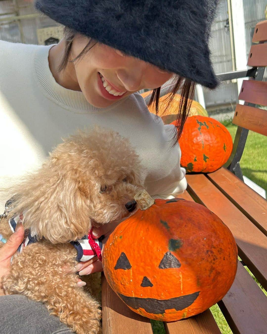 佐藤玲奈さんのインスタグラム写真 - (佐藤玲奈Instagram)「🐕🎃🤍  #カボチャに興味津々 #ポポ#愛犬#ハロウィン」10月7日 17時06分 - rena___sato