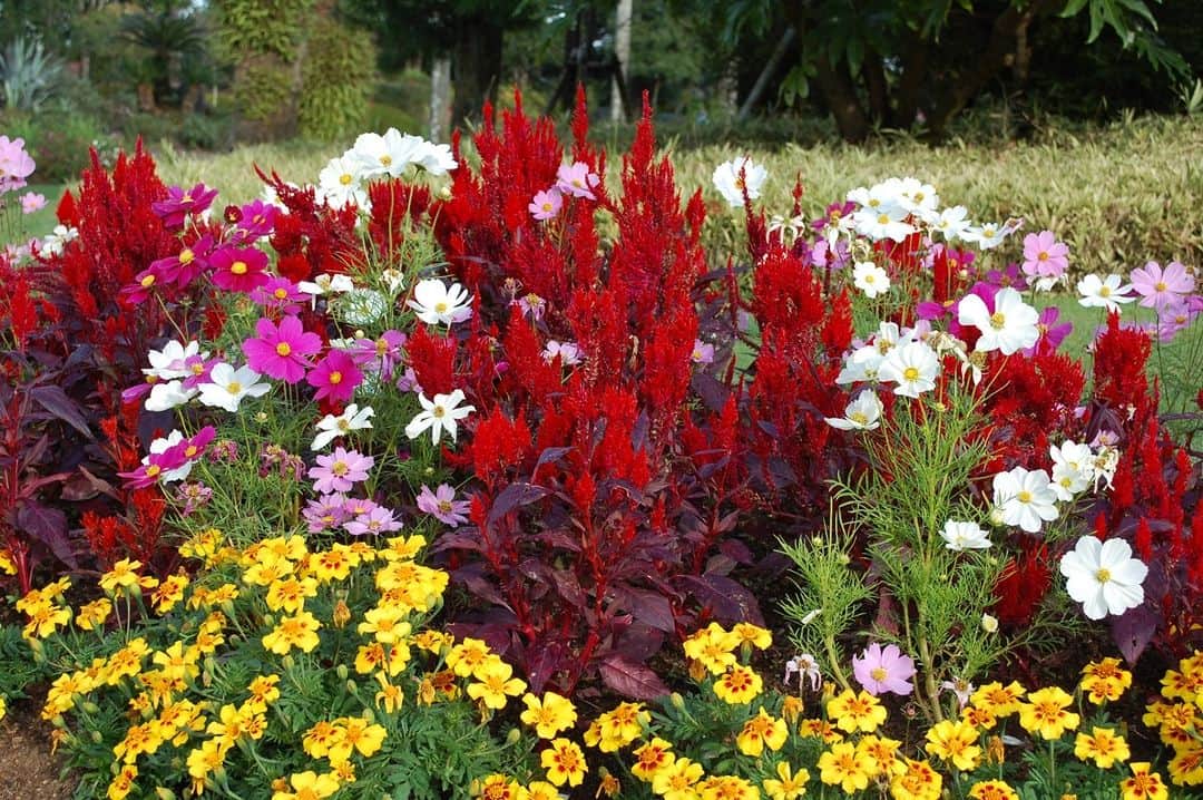 フェニックス・シーガイア・リゾートさんのインスタグラム写真 - (フェニックス・シーガイア・リゾートInstagram)「🏵️近隣観光情報🍃 本日より、「フローランテ宮崎」にて秋の花の祭典『秋のフローラル祭』がスタートしました。 期間中の花壇は「カラフル」をテーマに、多彩な花々がいっぱいです。フォトスポットとしても定番大人気のフラワートレインに加え、約3,500株の草丈１ｍのケイトウと、淡いピンク系からホワイトまで様々な色合いを見せるコスモスが織りなす花の小道『ケイトウ＆コスモスロード』も登場します。また、お花のお買い物も楽しめるフラワーショップも毎日営業されます。 その他、週末をメインに、フードやスイーツ、雑貨が大集合する『にじいろ畑のマルシェ』や優雅なフラのステージ『秋のハワイアンフェスティバル』、4年ぶり開催の『ハロウィンナイトパーティー』など様々なイベントを開催します。 皆様、ぜひ秋の行楽にお越しください  ■期間：10月7日（土）～11月5日（日） ■時間：9:00～17:00 ※10/21・22・28・29は12:00～20:30 ■入園料：大人310円、小中学生150円 ※SPMC会員様は会員証提示で大人240円！！ ■休園日：毎週火曜日 ■場所：フローランテ宮崎  #フローランテ宮崎 #秋のフローラル祭 #宮崎観光 #ひとつ葉秋めぐり #シーガイア #宮崎」10月7日 17時16分 - seagaia_official