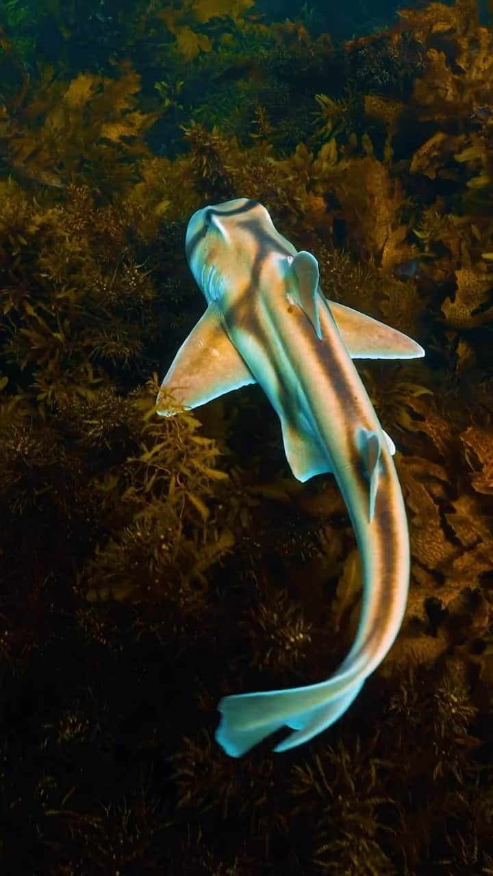 Discover Earthのインスタグラム：「Diving into the depths to meet the captivating Port Jackson Shark 🦈. Named after the scenic Aussie coast, their unique patterns and chilled vibe make them the true rockstars of the ocean floor.  📍Australia  🇦🇺 #DiscoverAustralia with @liamswebb」