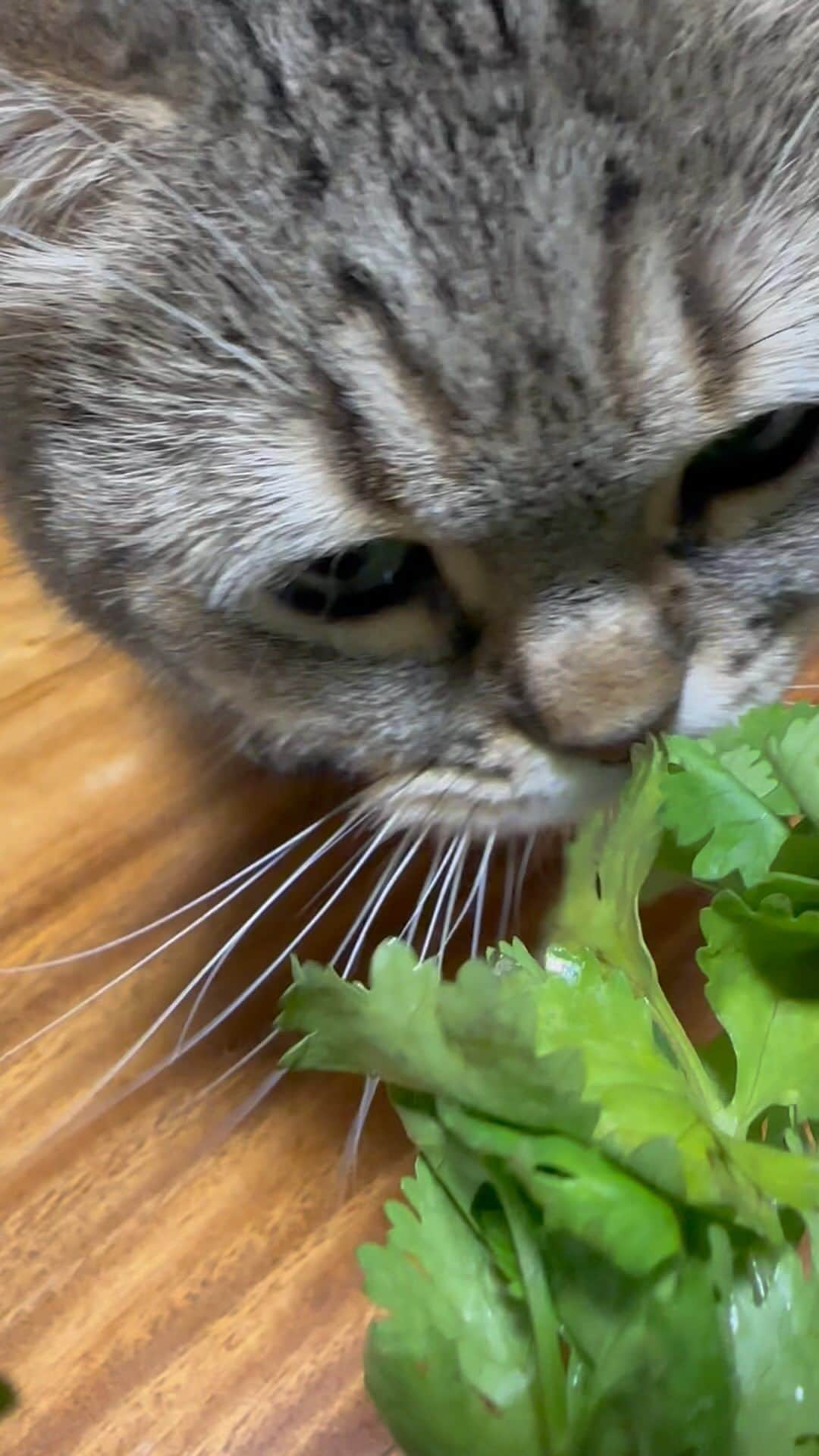 小鉄のインスタグラム：「『 パクチーにゃ🌿』 #delicious #lecker #délicieux #délicieuxse #buono #sabroso #catsofinstagram #kittensofinstagram #instacat #catstagram #catlovers #catlover #cats_of_instagram #kittylove #catlife #ilovecats #catoftheday #cat_features #catlove #petstagram #catscatscats #coriander #coriandre #coriandolo #cilantro #koriander #koriandr #香菜 #パクチー」