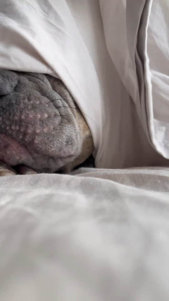 のインスタグラム：「When will dad realize that i’d rather sleep in than go on a morning walk… 💤 @mr.stogie_the_frenchie  #frenchie #frenchbulldog #bulldogsofinstagram」