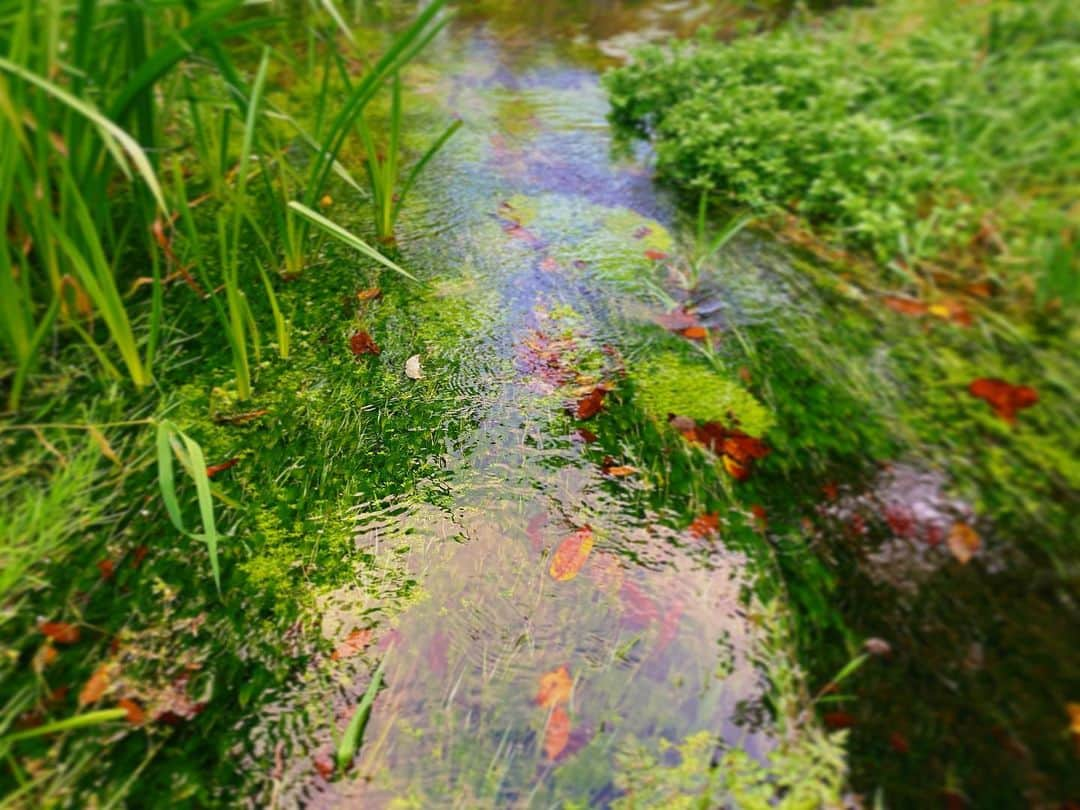 YUKA さんのインスタグラム写真 - (YUKA Instagram)「隙あれば　森に清流」10月7日 19時50分 - yukamoumoon