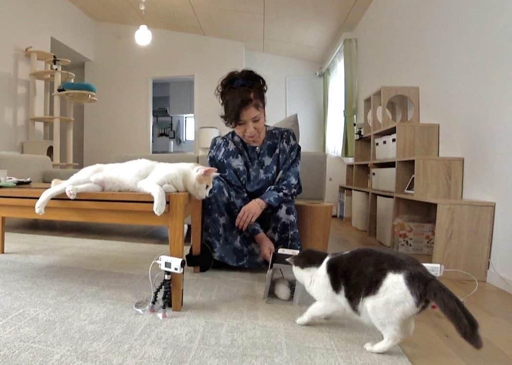 天才！志村どうぶつ園のインスタグラム：「今週の放送、いかがでしたでしょうか🐱🎵❔  池崎さんの新居に八代亜紀さんが降臨し、 親子のようなやりとりにホッコリ☺️☺️  八代さんの猫ちゃんへの対応は まさにレジェンド級で最高でしたっ！！！！　  #嗚呼みんなの動物園 #八代亜紀  #サンシャイン池崎 #猫を愛し猫に愛された男  #保護猫 #にゃんすたぐらむ #にゃんず」