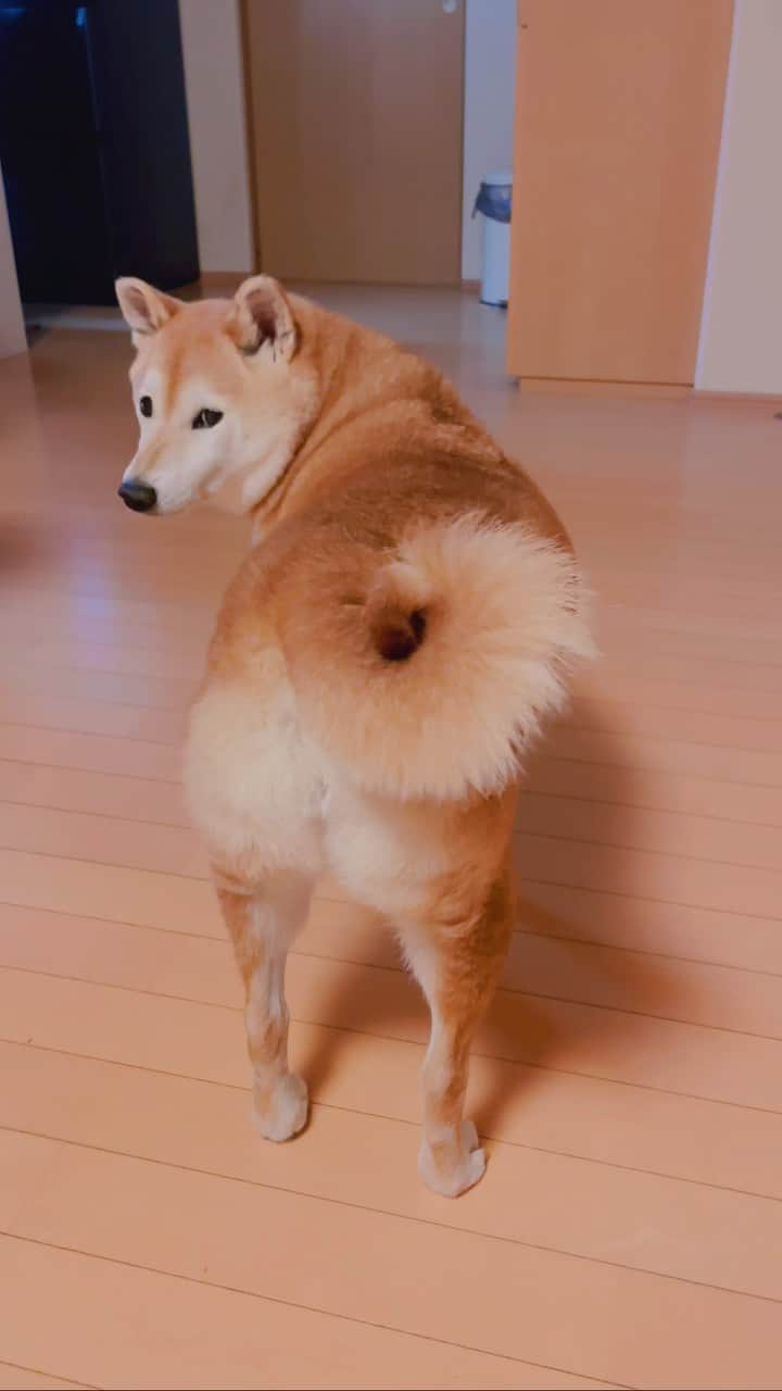 マロたんのインスタグラム：「ぎゅるん🌀 #形状記憶 #巻尾 #柴犬 #shiba #shibainu」