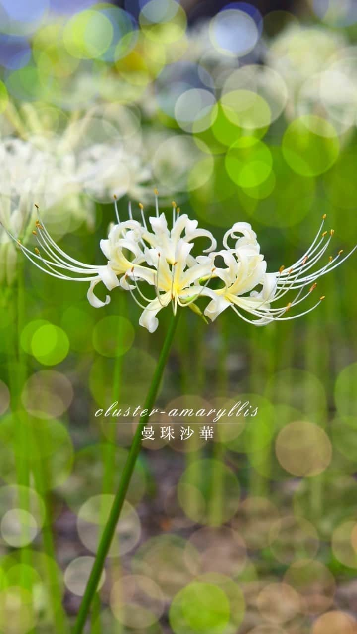 藤谷壮仁郎のインスタグラム：「「彼岸花」cluster-amaryllis 📷 ・彼岸花（曼珠沙華）撮った写真をPhotoshopで加工🤩 ・ ・ ・ ・ #彼岸花 #曼珠沙華 #花 #花が好きな人と繋がりたい #花の写真 #マクロレンズ #接写 #clusteramaryllis #flower #flowers #flowerslovers #photolife #photography #flowerphotography #flowerstagram」