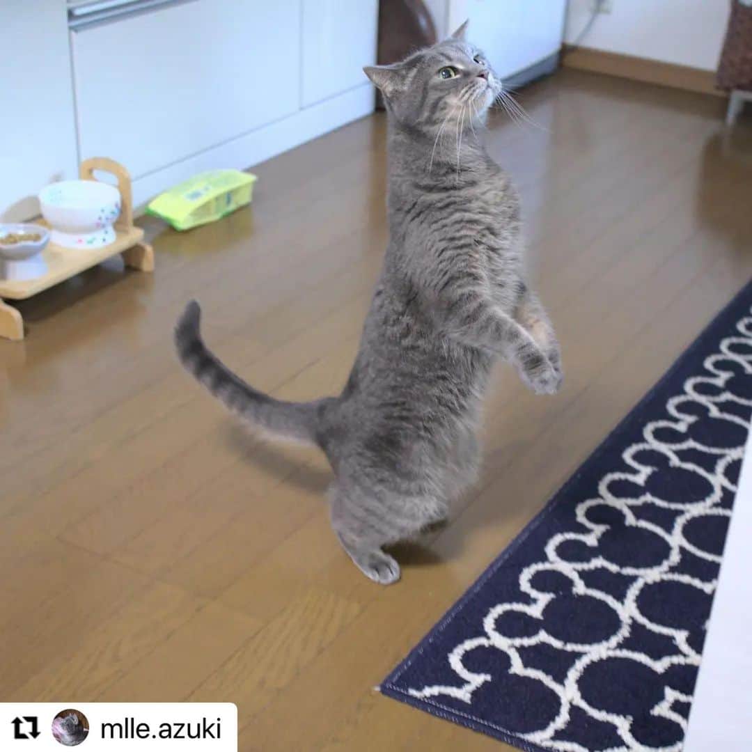 【公式】いぬのきもち・ねこのきもちのインスタグラム：「#Repost @mlle.azuki さんのあずきちゃん。  首も体も長〜く伸ばして、 猫草待ち。  早くながーくながーく育って🌱  ハッシュタグ #いぬのきもち #ねこのきもち に投稿いただいた可愛い写真をご紹介しています！ 「いぬのきもちWEB　MAGAZINE」、「ねこのきもちWEB MAGAZINE」でもご紹介させていただくことも！  -------------------  .  #ねこ #猫  #ねこすたぐらむ #ねこのきもち #ねこ好き #ねこと暮らす #ねこ好きさんと繋がりたい #猫好きな人と繋がりたい #猫がいる生活 #猫と暮らす#猫好き #cat #catstagram #catsofinstagram #cats_of_instagram」