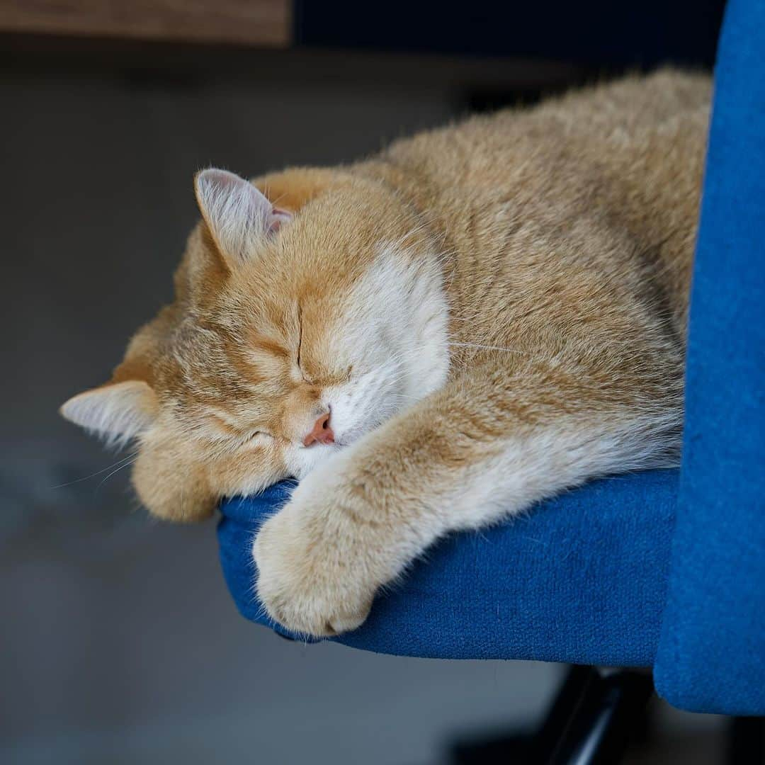 Hosicoさんのインスタグラム写真 - (HosicoInstagram)「On a rainy Saturday, it's better to sleep. 🌧️」10月7日 20時13分 - hosico_cat