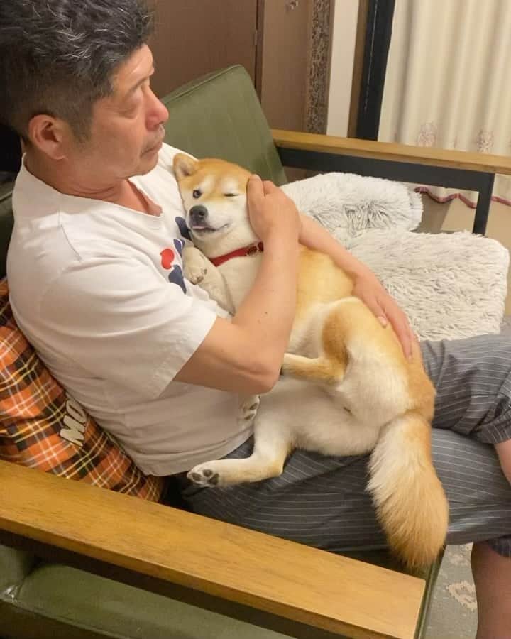 のインスタグラム：「・ 今夜のおふたりさん ・ ・ ・ パパが一週間ぶりに出張から帰ってきたよ👨 こさめ、良かったね♡ ・ ・ ・ #shiba_snap #shibamania #petstagram #dog  #shibadog #petstagram #pet #shiba #shibainu #shibaaaaainu #shibastagram #pecoいぬ部 #dogstagram #子犬#仔犬#狗 #犬のいる暮らし #犬のいる生活 #こいぬ#いぬのきもち #豆柴#まめしば#しばいぬ #9gag #しばけん #ペット#小狗#柴犬#犬#柴犬小雨#シバイヌ」