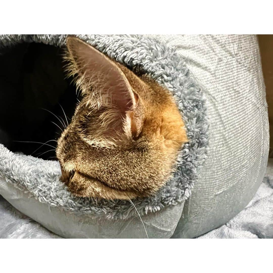 高木沙織さんのインスタグラム写真 - (高木沙織Instagram)「🐈 * 昨日の小虎。 * ヨガのレッスンと ボルダリング それから 眼科の検診を受けて帰ってきたら 寝ぼけた顔ではみ出してました^ ^ どういう寝相？ * いつもは玄関まで来てくれるんだけど お昼寝が気持ちいい季節になったみたい。 * 2枚目のほっぺがかわいい♡ * #猫 #猫がいる生活 #猫がいる幸せ #猫が好き #猫のいる生活 #猫のいる暮らし #きじとら #保護猫 #マインドフル猫 #お昼寝 #寝相のクセがすごい #cat #catstagram」10月7日 20時44分 - saori_takagi