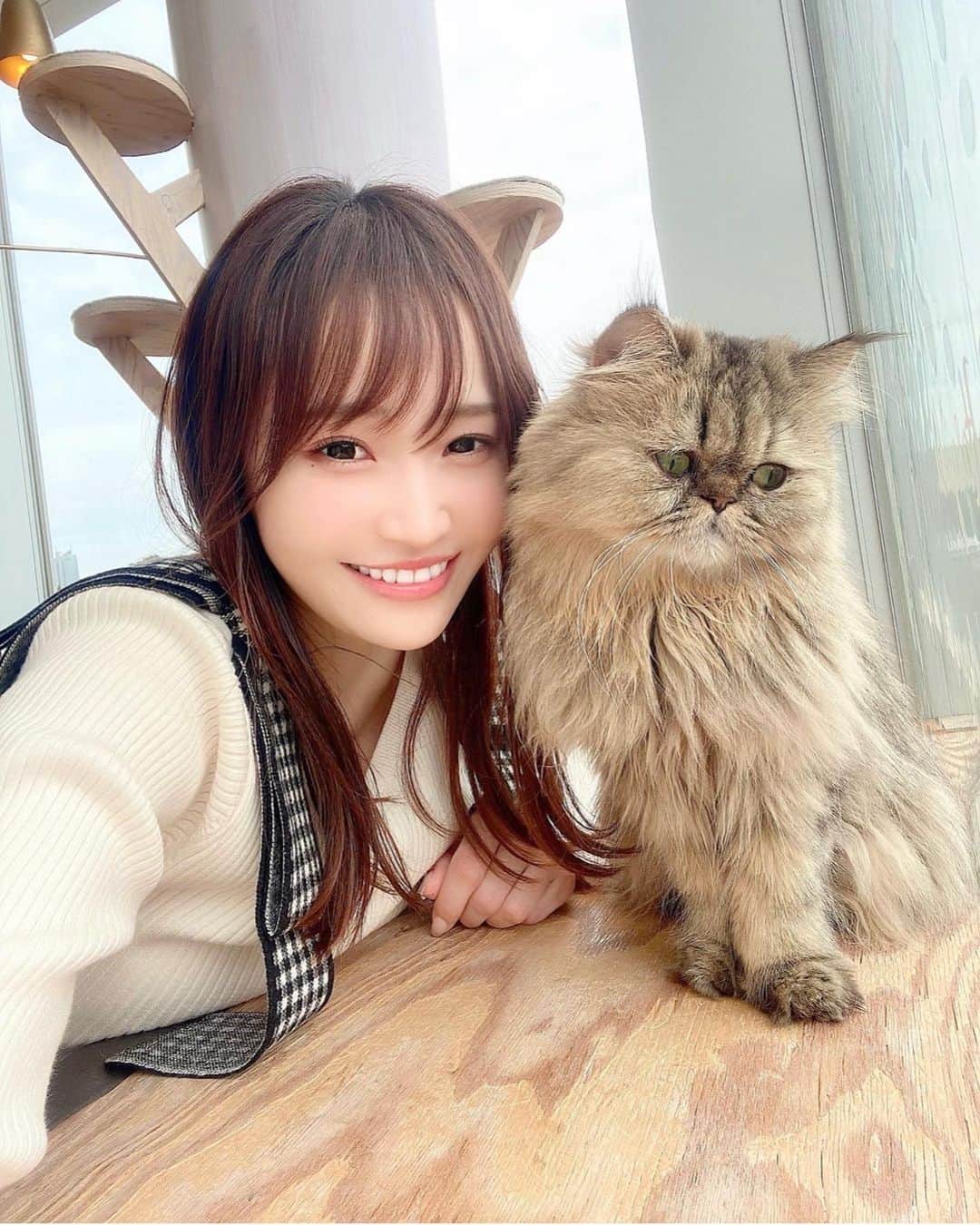 ぷーちゃんのインスタグラム：「🐶🍯  この猫の絶望した顔 何度見返しても なんとも言えん😂  2枚目は必死にカメラ見てくれてる！天才！👏  手の添え方素晴らしい！👏  #猫カフェ#猫カフェmocha #関西カフェ#東京カフェ#東京カフェ巡り#関西サロモ#関西サロンモデル」