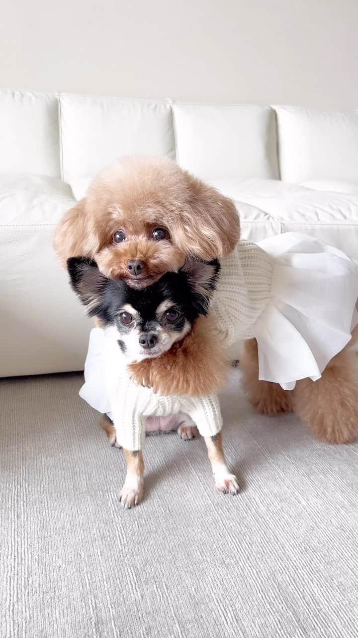 ショコラ❤︎あずき❤︎パンナのインスタグラム：「姉さん好きは止められないよね💛  あずきの最後の顔が、、、😂  いつもありがとうございます☺️✨🥹  #トイプードル #チワワ #犬のいる暮らし #toypoodle #chihuahua #dog #instadog #cutedog #あずしょこぱん #パンナ #dogstagram」