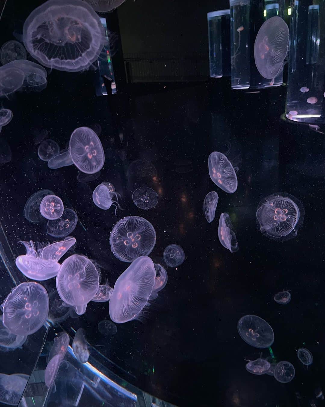 三品瑠香さんのインスタグラム写真 - (三品瑠香Instagram)「水族館がすきー マンタさんがかわいくてとてもよかった」10月7日 21時09分 - ruka_mishina