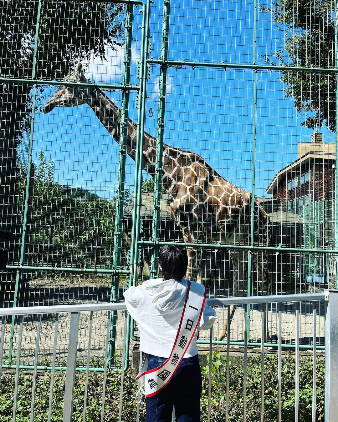 大島璃乃さんのインスタグラム写真 - (大島璃乃Instagram)「本日、桐生が岡動物園の １日動物園長を務めました！！！  小さい頃から学校やプライベートで何度も訪れた動物園の １日動物園長を務めることができ、本当に光栄に思います。 とっても充実した１日でした🦓🦩🦁🦒🐊  特にキーパーズトーク(飼育員さんが日頃の経験や知識、 技術や研究を生かした解説)は、 今までに知らなかった動物の生態を知ることができたり、 餌やり体験を通して動物と触れ合えたり。 来園者の皆さまがすごく楽しんでいたのが 印象的でした！！！  桐生が岡動物園で働く職員・飼育員の皆さま、 今日は様々なことを教えてくださったり、 サポートしてくださり、本当にありがとうございました。 とても勉強になりました📚！！！  また70年もの間、大切に愛され続ける動物園が 地元・桐生にあることをとても誇りに思います。 これからもたくさんの方に来ていただきたい 動物園だと心から思います！！！  来週は月曜㊗️日ということで、皆さま！！！ ぜひ桐生が岡動物園に遊びに行ってみてねっ🙋‍♀️🩷  これほど立派な動物園が入場無料ということに びっくり🫢‼️ですが、園内には募金箱もあるので… 募金もぜひよろしくお願いいたします🙏🙏🙏  本当に貴重な経験をさせてくださり、 ありがとうございました！！！  #桐生が岡動物園 #群馬 #桐生  #動物園 #動物 #１日園長 #動物園長  #キーパーズトーク #70周年 #記念  #群馬観光 #群馬県 #群馬旅行 #群馬イベント  #桐生市 #桐生観光 #観光スポット  #入場無料  #gunma #kiryu #sightseeing #zoo」10月7日 21時10分 - oisland_rino25