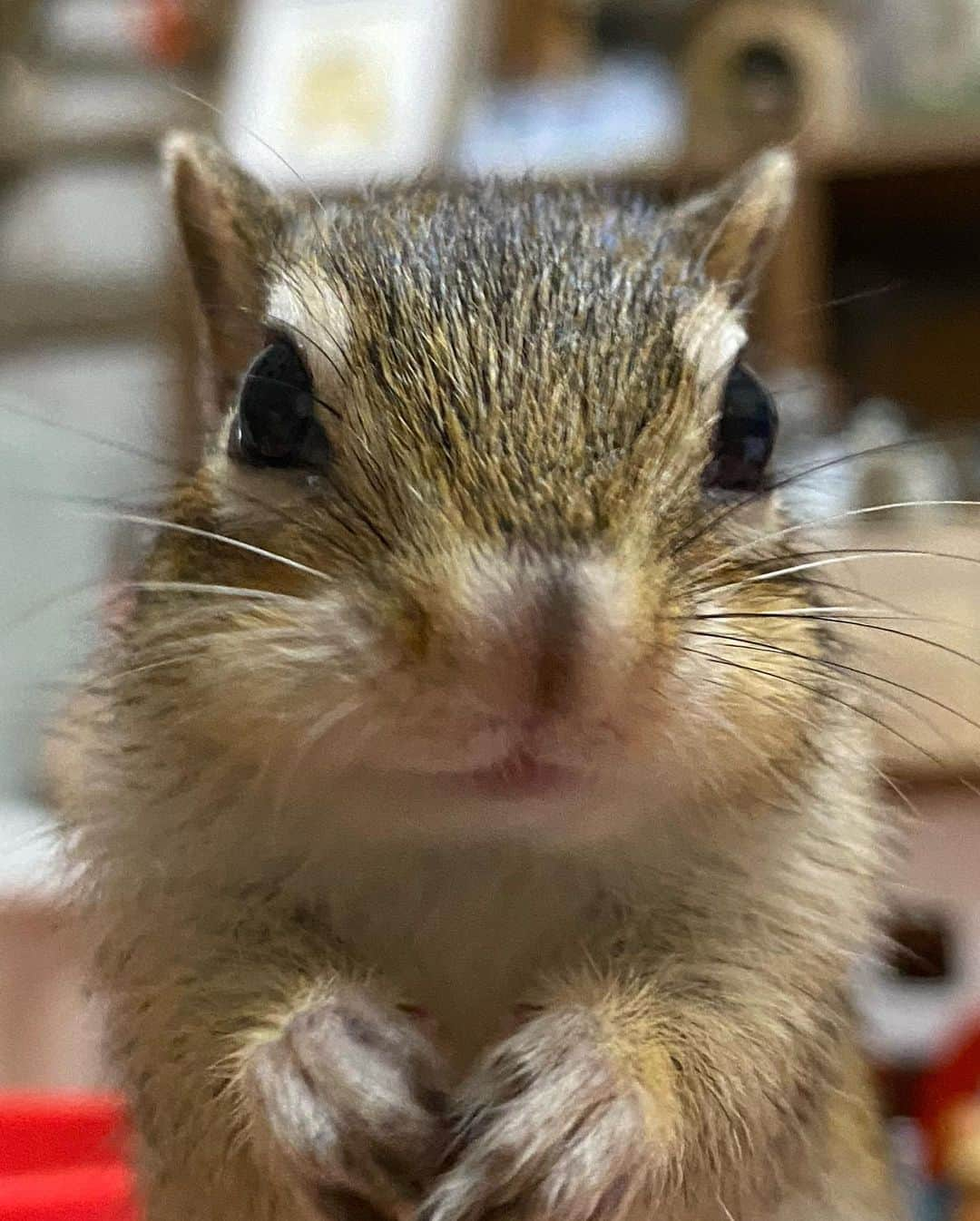 peace_0322のインスタグラム：「#リス#シマリス#ふわもこ部  今日は #土アップ祭 だよ」