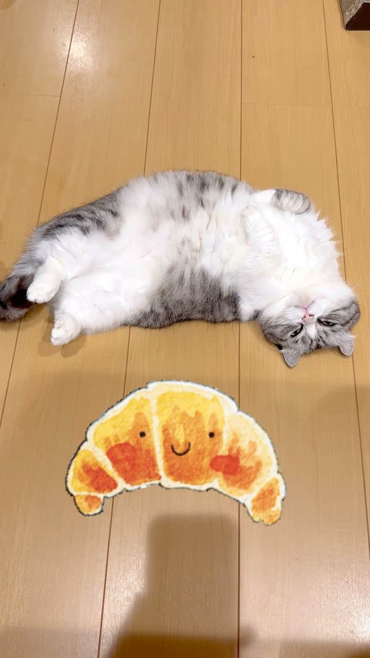 こむぎこまるのインスタグラム：「. . . クロワッサンみたいな形で落ちとる…🥐🍴✨ . Positioned like a croissant🥐🍴✨ . . . #まだ時々床に落ちてます #クロニャッサン #cats_of_instagram  #クロワッサン #croissant  #cats_of_world  #catworld  #短腿貓  #短足猫 #短足部 #pecoねこ部」
