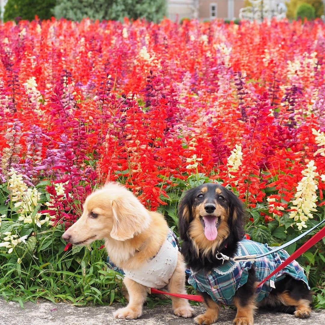 Sora Momoさんのインスタグラム写真 - (Sora MomoInstagram)「サルビアのお花畑とそらともも🐶🐾🐶 ☺︎ 先日のお出かけ写真 サルビアがまだ綺麗に咲いていたのでお花の前に座ってみました ☺︎ あっち向きこっち向きくんくんしたり笑ったりいろんな顔の２人が何とも可愛いくて 捨て切れずたくさん載せてしまいました😅 ☺︎ #サルビアの花畑 #お花の前でパチリ #あっち向きこっち向き#そらは早く歩きたいから#ずっと行きたい方見てる#ももはお花の香りくんくん#慣れない写真#よく見たら#草ぼーぼー笑#リードまたいでるし#それも楽しい思い出#仲良し#そらともも #ダックス#ミニチュアダックス #dachshund #miniaturedachshund」10月7日 21時51分 - teratera_sorapu_