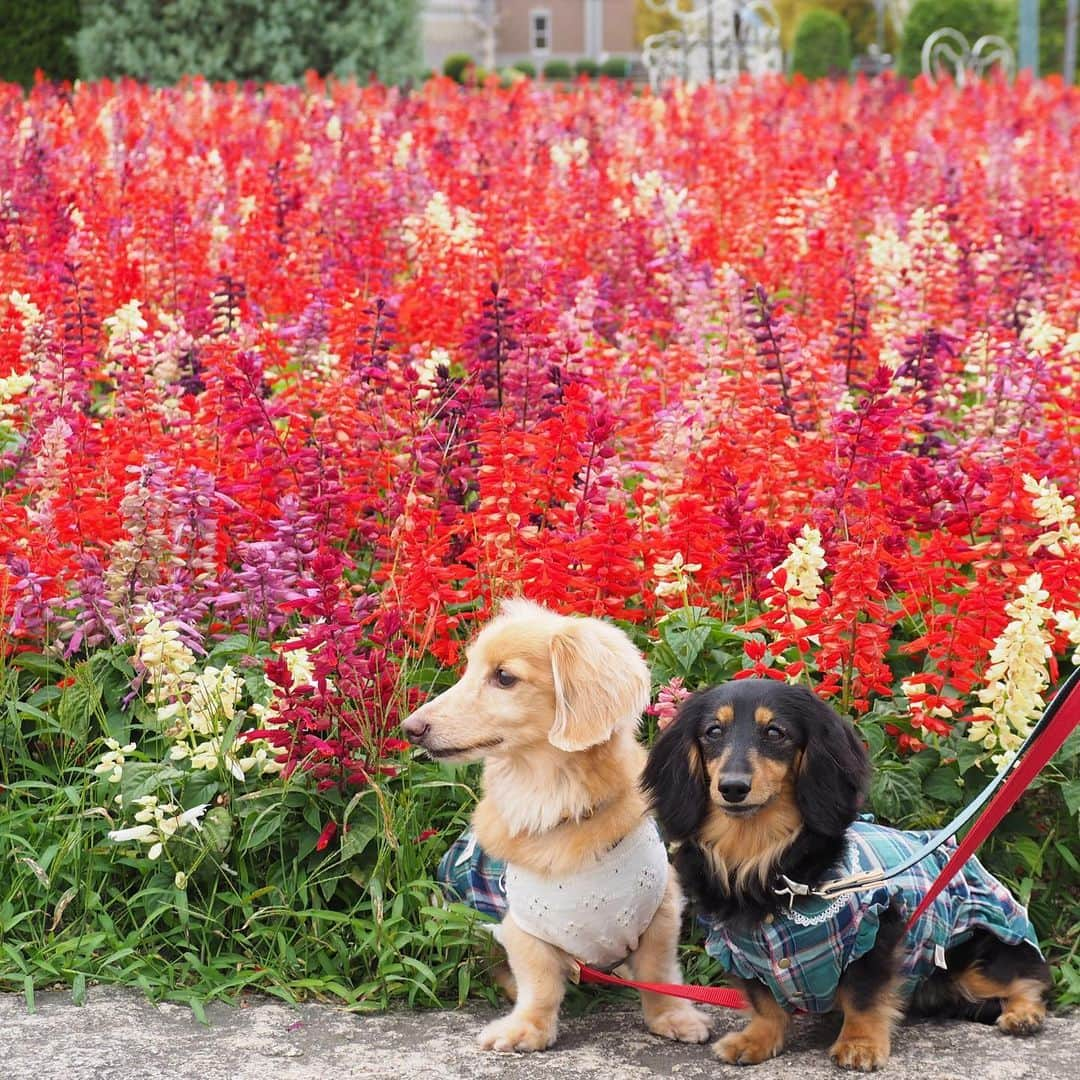 Sora Momoさんのインスタグラム写真 - (Sora MomoInstagram)「サルビアのお花畑とそらともも🐶🐾🐶 ☺︎ 先日のお出かけ写真 サルビアがまだ綺麗に咲いていたのでお花の前に座ってみました ☺︎ あっち向きこっち向きくんくんしたり笑ったりいろんな顔の２人が何とも可愛いくて 捨て切れずたくさん載せてしまいました😅 ☺︎ #サルビアの花畑 #お花の前でパチリ #あっち向きこっち向き#そらは早く歩きたいから#ずっと行きたい方見てる#ももはお花の香りくんくん#慣れない写真#よく見たら#草ぼーぼー笑#リードまたいでるし#それも楽しい思い出#仲良し#そらともも #ダックス#ミニチュアダックス #dachshund #miniaturedachshund」10月7日 21時51分 - teratera_sorapu_