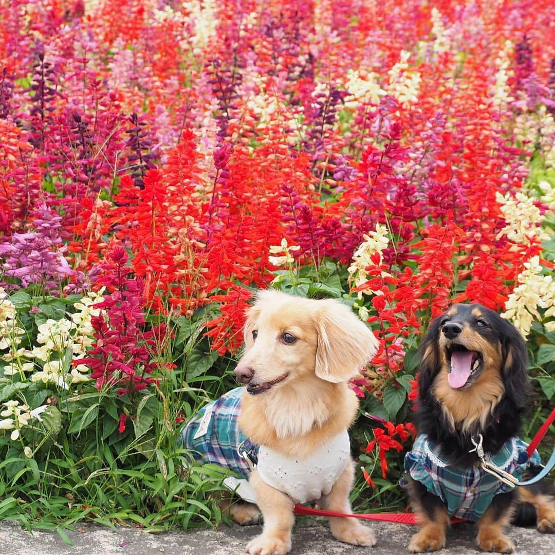 Sora Momoさんのインスタグラム写真 - (Sora MomoInstagram)「サルビアのお花畑とそらともも🐶🐾🐶 ☺︎ 先日のお出かけ写真 サルビアがまだ綺麗に咲いていたのでお花の前に座ってみました ☺︎ あっち向きこっち向きくんくんしたり笑ったりいろんな顔の２人が何とも可愛いくて 捨て切れずたくさん載せてしまいました😅 ☺︎ #サルビアの花畑 #お花の前でパチリ #あっち向きこっち向き#そらは早く歩きたいから#ずっと行きたい方見てる#ももはお花の香りくんくん#慣れない写真#よく見たら#草ぼーぼー笑#リードまたいでるし#それも楽しい思い出#仲良し#そらともも #ダックス#ミニチュアダックス #dachshund #miniaturedachshund」10月7日 21時51分 - teratera_sorapu_