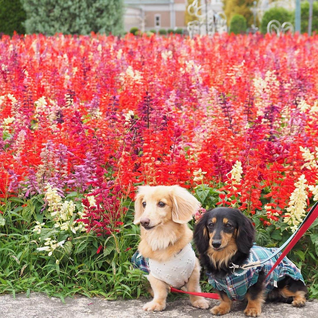 Sora Momoさんのインスタグラム写真 - (Sora MomoInstagram)「サルビアのお花畑とそらともも🐶🐾🐶 ☺︎ 先日のお出かけ写真 サルビアがまだ綺麗に咲いていたのでお花の前に座ってみました ☺︎ あっち向きこっち向きくんくんしたり笑ったりいろんな顔の２人が何とも可愛いくて 捨て切れずたくさん載せてしまいました😅 ☺︎ #サルビアの花畑 #お花の前でパチリ #あっち向きこっち向き#そらは早く歩きたいから#ずっと行きたい方見てる#ももはお花の香りくんくん#慣れない写真#よく見たら#草ぼーぼー笑#リードまたいでるし#それも楽しい思い出#仲良し#そらともも #ダックス#ミニチュアダックス #dachshund #miniaturedachshund」10月7日 21時51分 - teratera_sorapu_