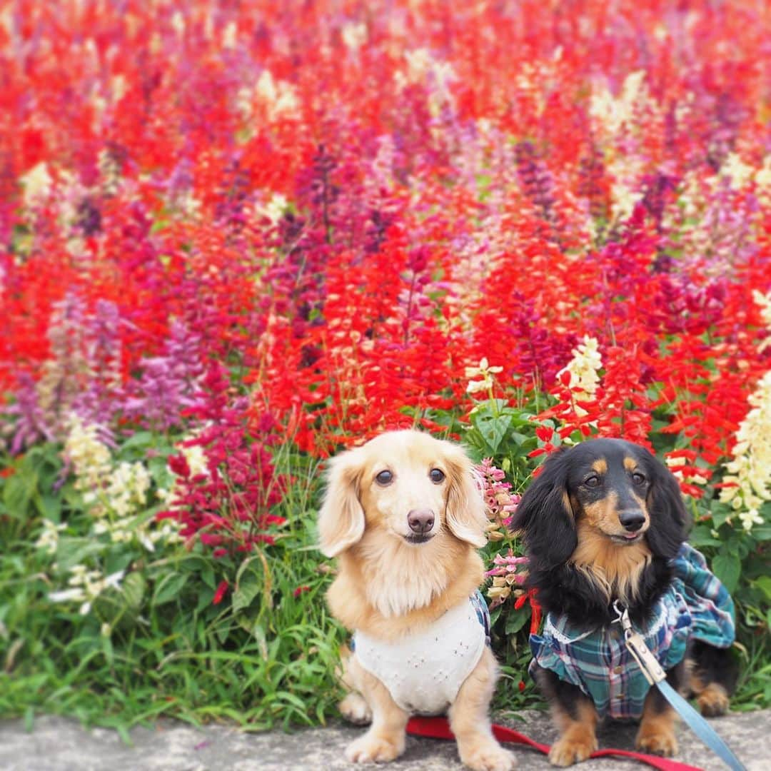 Sora Momoのインスタグラム：「サルビアのお花畑とそらともも🐶🐾🐶 ☺︎ 先日のお出かけ写真 サルビアがまだ綺麗に咲いていたのでお花の前に座ってみました ☺︎ あっち向きこっち向きくんくんしたり笑ったりいろんな顔の２人が何とも可愛いくて 捨て切れずたくさん載せてしまいました😅 ☺︎ #サルビアの花畑 #お花の前でパチリ #あっち向きこっち向き#そらは早く歩きたいから#ずっと行きたい方見てる#ももはお花の香りくんくん#慣れない写真#よく見たら#草ぼーぼー笑#リードまたいでるし#それも楽しい思い出#仲良し#そらともも #ダックス#ミニチュアダックス #dachshund #miniaturedachshund」