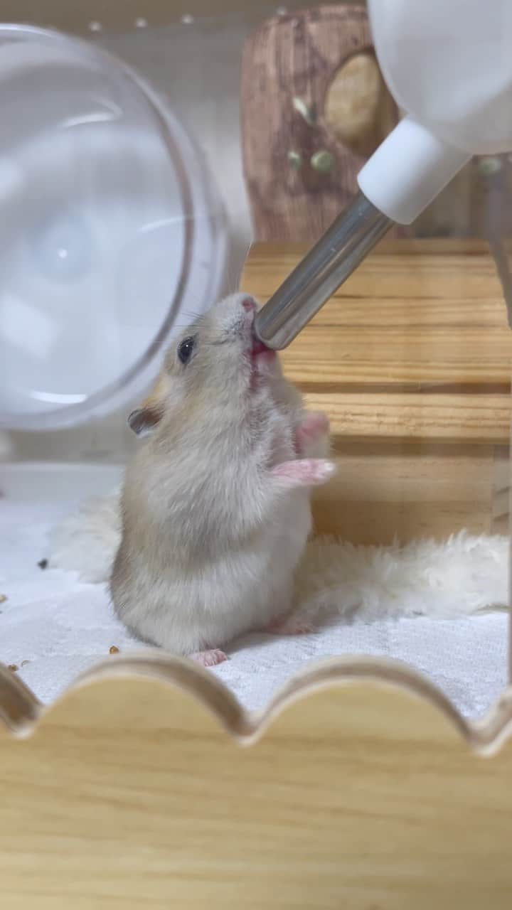 のインスタグラム：「お手手パタパタ(੭ु˙꒳​˙)੭ु かわいいなっ🥰  大きくなってきたゆずちゃんに合わせてウォーターボトルの高さを上げてみました🚰 ゆずちゃん、この何日かで茶色の部分が増えてタヌキさんのようなお顔になってきたよ₍ᐢ⓿ᴥ⓿ᐢ₎🤍  ゆずちゃんのどんどん変化していく毛色が楽しみです🤭 2023.10.7 ✼••┈┈••✼••┈┈••✼••┈┈••✼••┈┈••✼ #ハムスターゆず#ハムスター#ジャンガリアンハムスター#ジャンガリアン#ジャンガリアンプディング#プディングジャンガリアン#イエロージャンガリアン#ふわもこ部 #モフモフ#ペット#親バカ部 #hamster#djungarian#hamstagram#hammy#happy_pets#PET_OF_OUR_WORLD#igersjp#ig_japan#instapet#weeklyfluff#kawaii#cute#仓鼠#정글리안#햄스터」